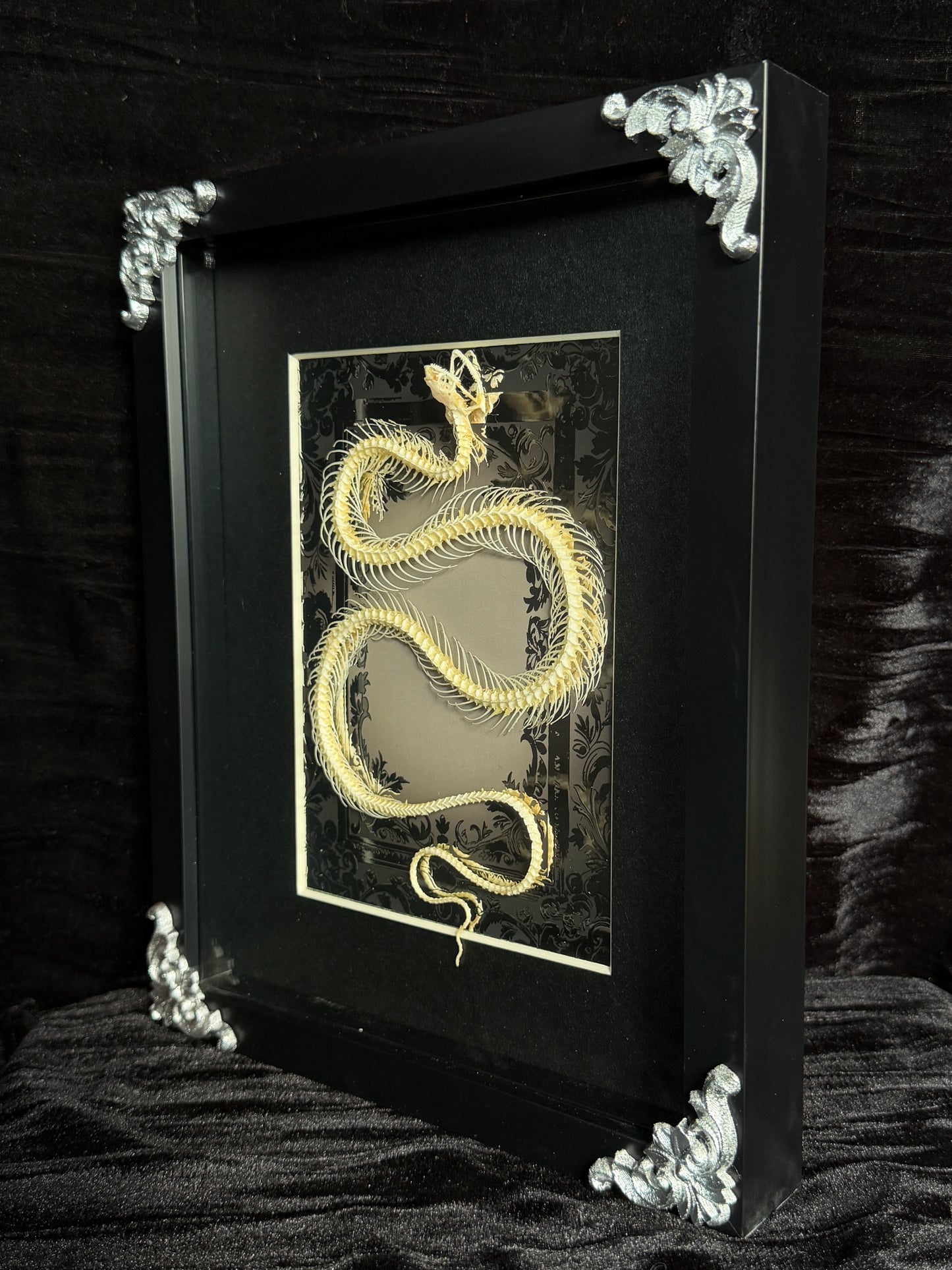 GREY WATER SNAKE - Snake Skeleton Frame