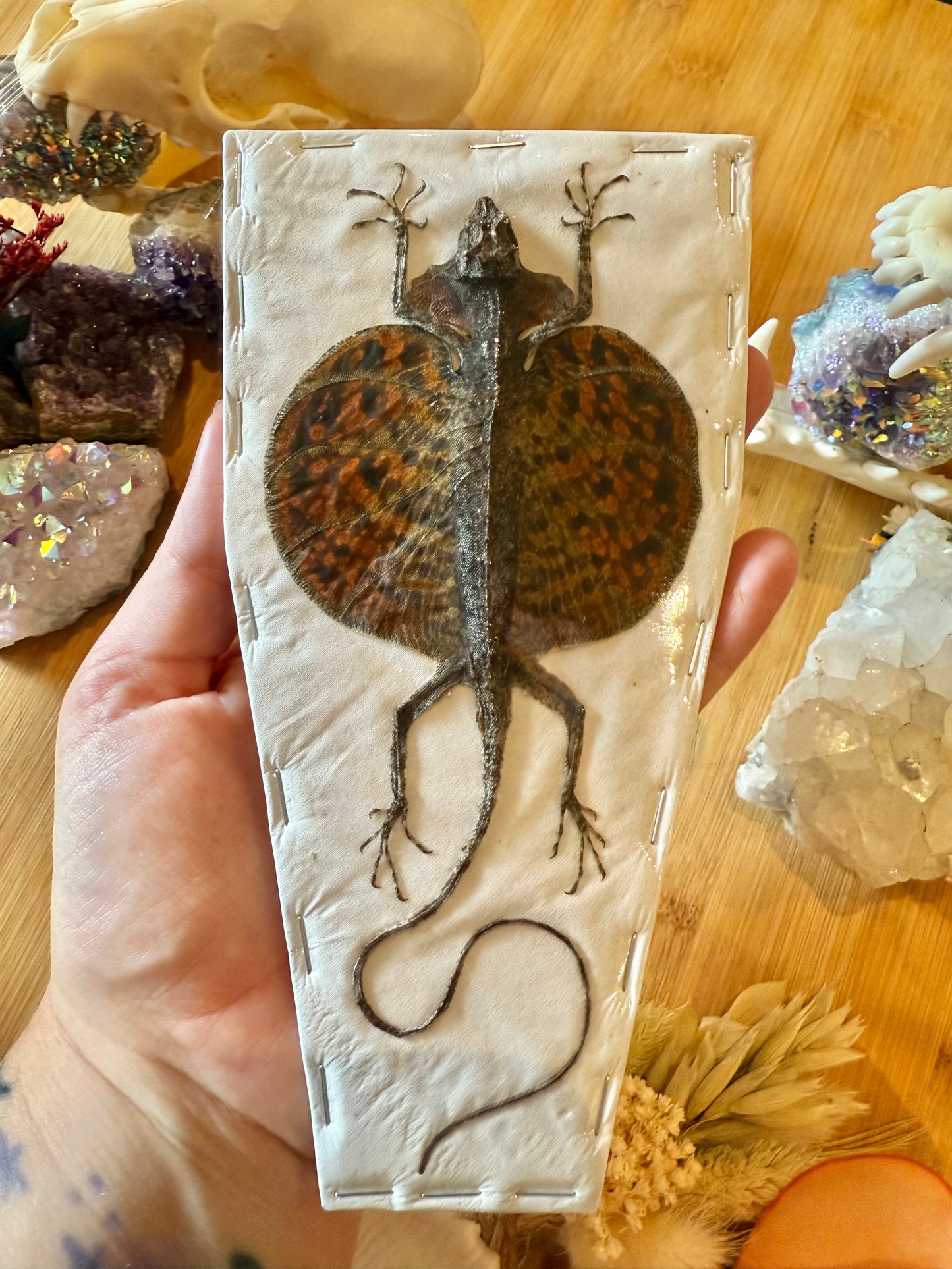 Flying Lizard- Draco volans Specimen