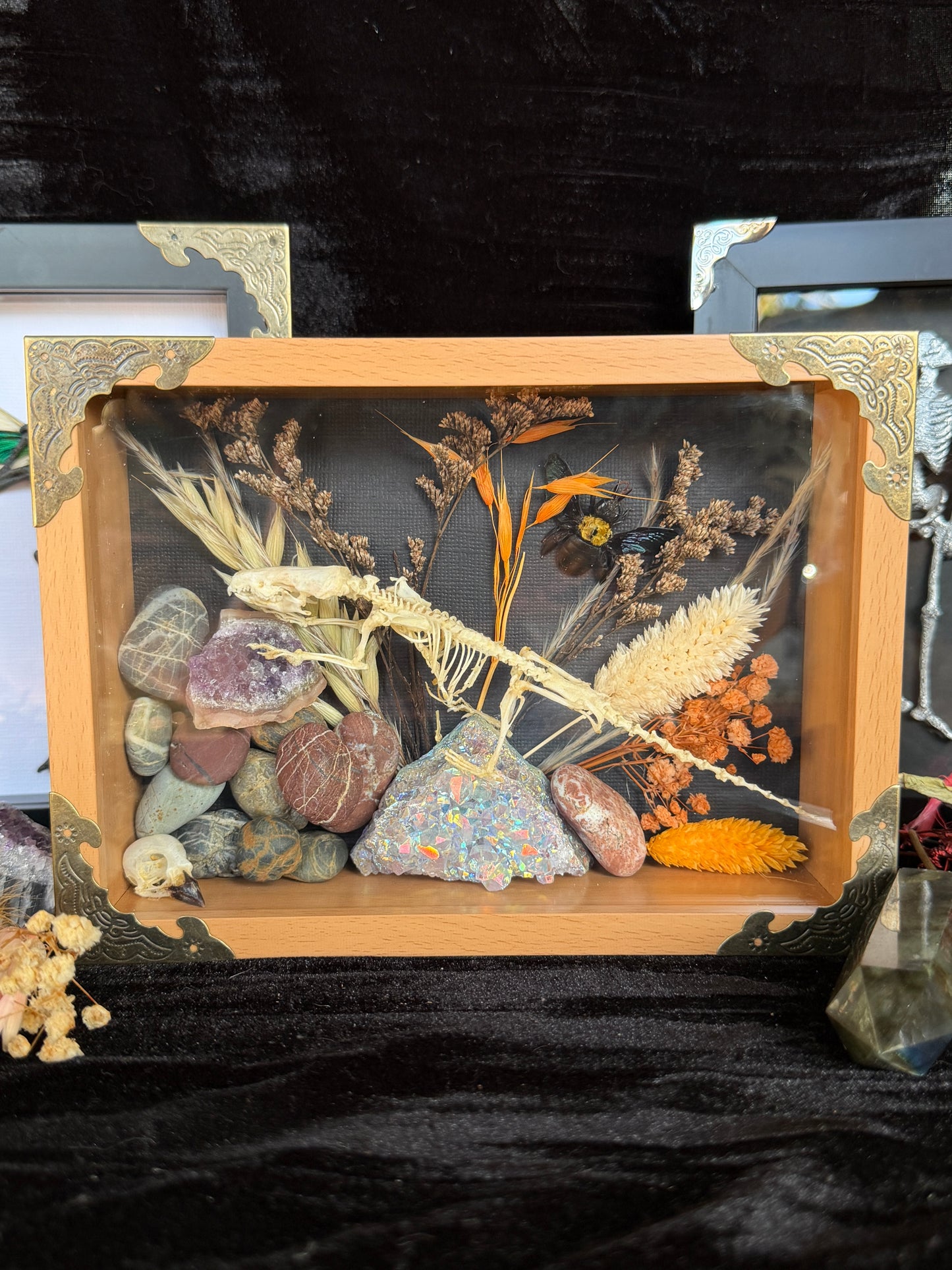 Scandentia/Tree Shrew skeleton,  Passerine Bird Skull & Carpenter Bee Framed Specimen