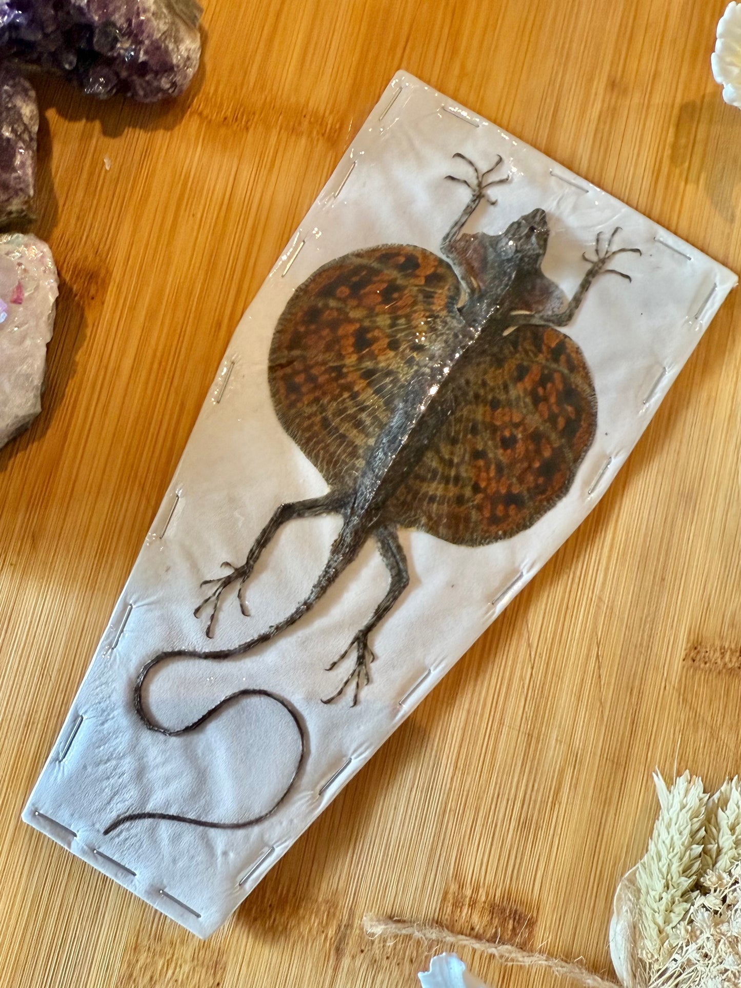 Flying Lizard- Draco volans Specimen