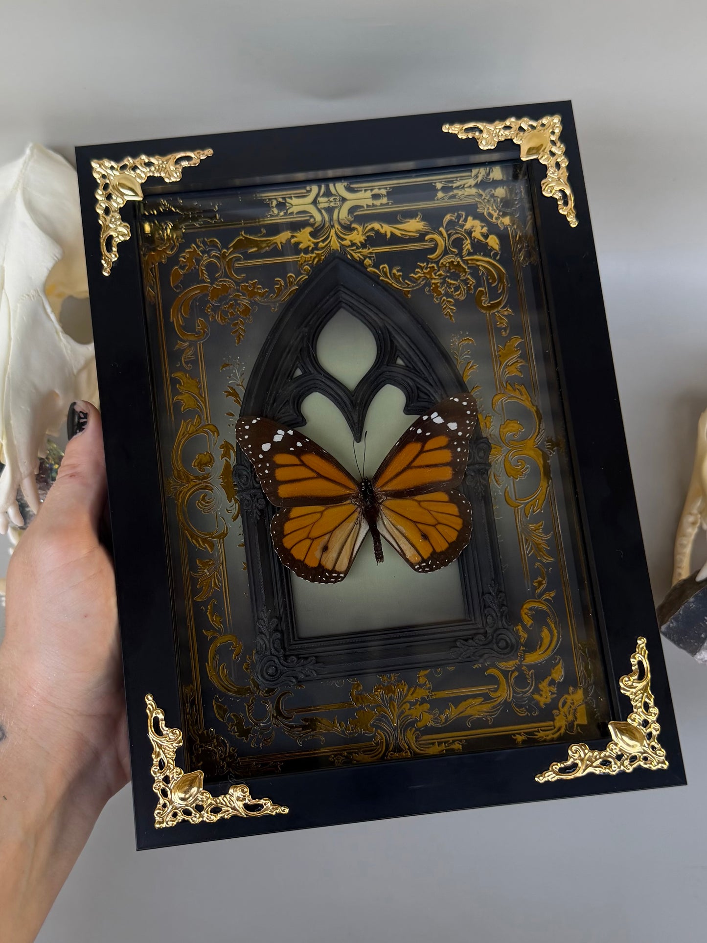 MONARCH BUTTERFLY - Danaus Plexippus Framed Specimen