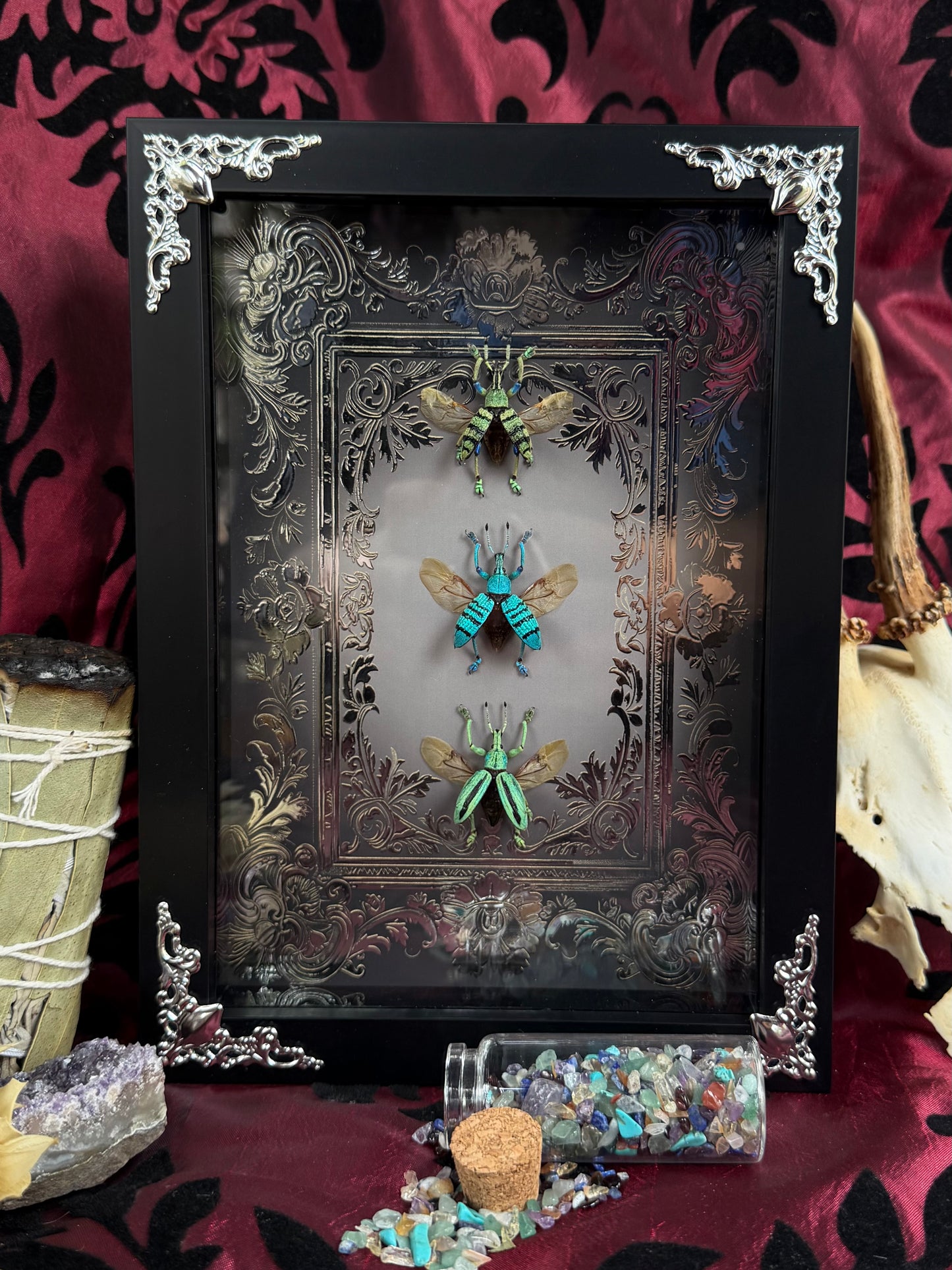 Weevil Trio Framed Specimens (SILVER) - names in description