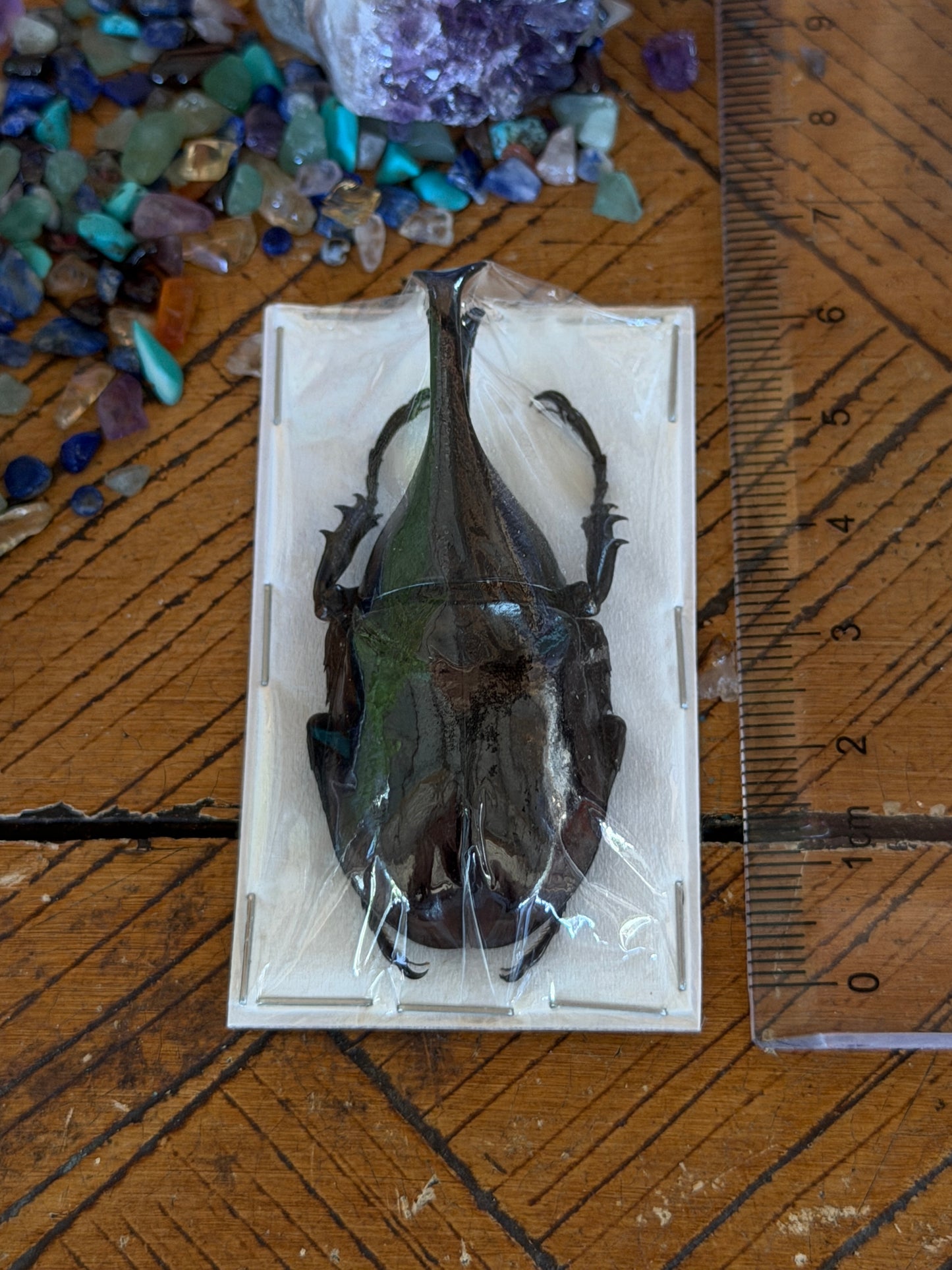 Rhinoceros Beetle - Xylotropes Lorquinii