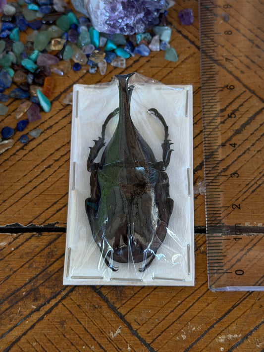 Rhinoceros Beetle - Xylotropes Lorquinii