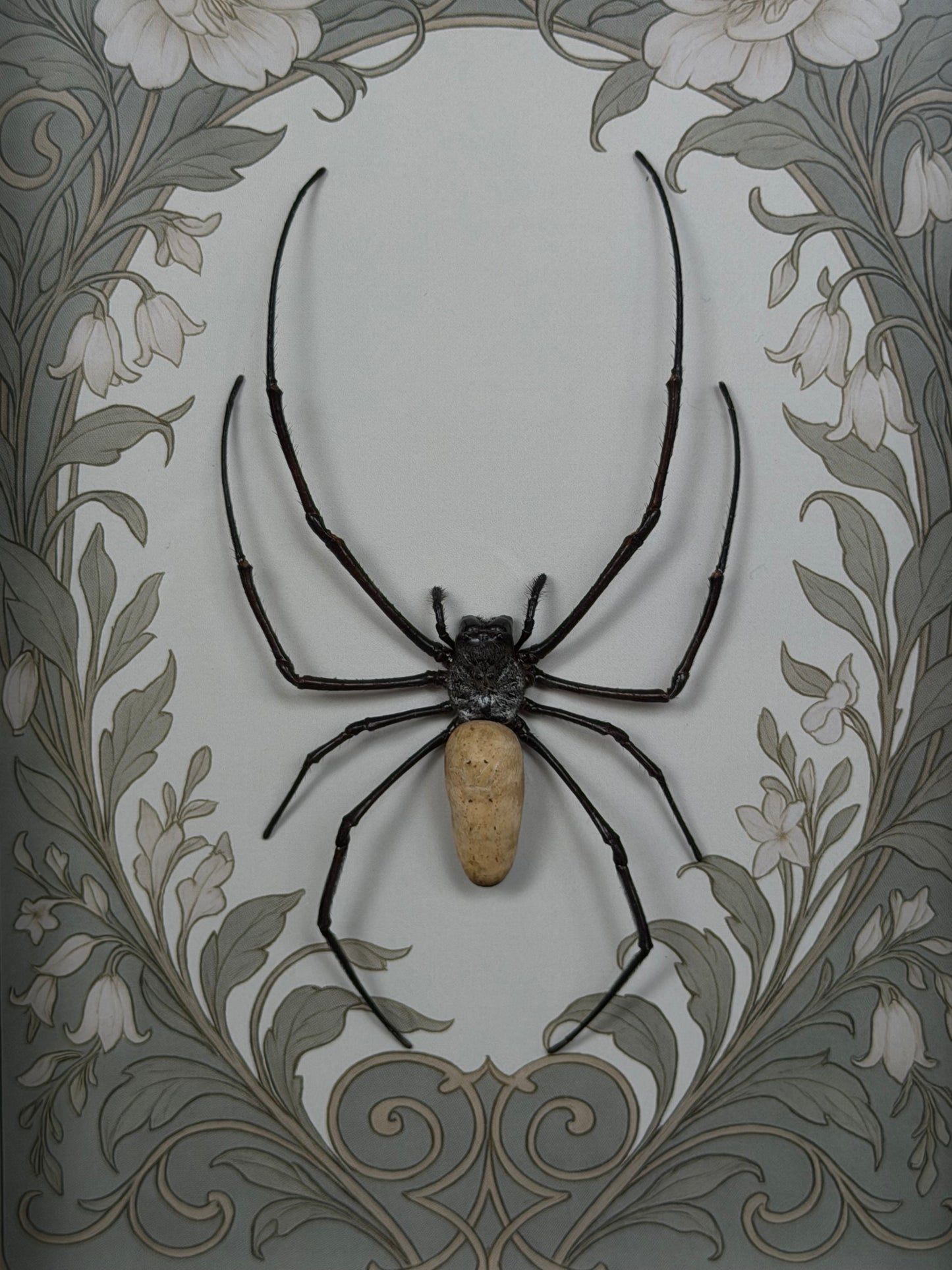 Orb Weaver Spider Nephila vitiana Frames Specimen (SAGE)