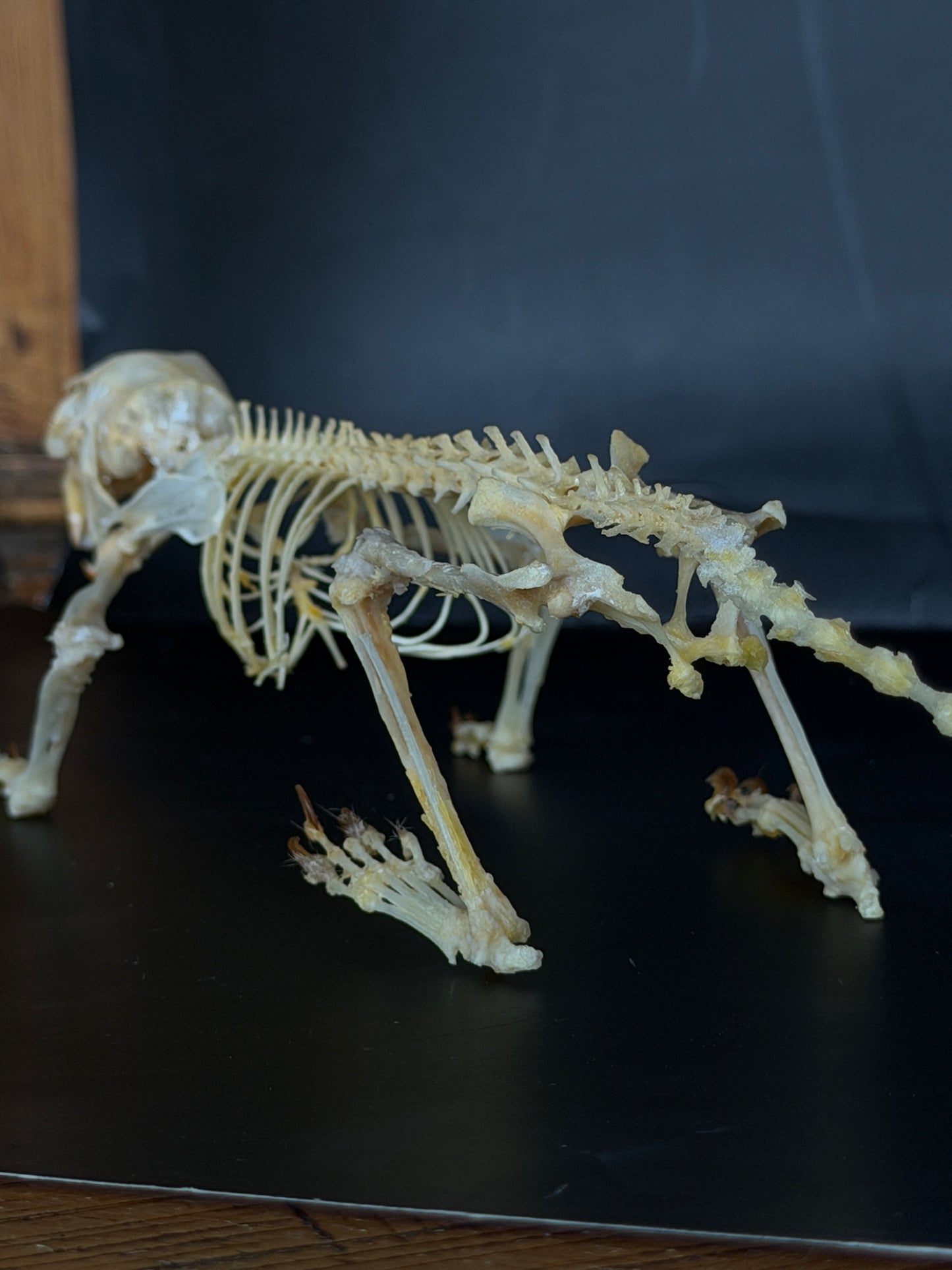 Scandentia/Tree Shrew skeleton - A MINOR QUALITY