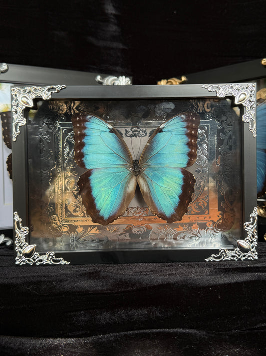 MORPHO BUTTERFLY - Framed Specimen Silver Edition