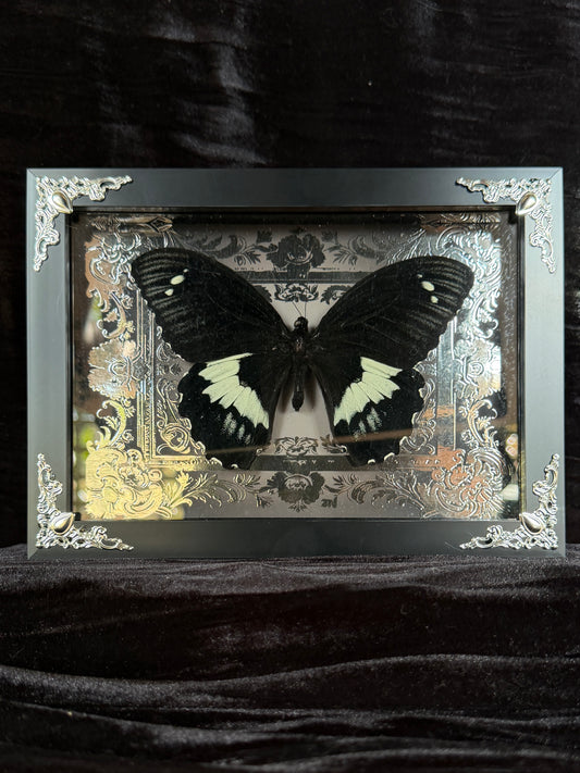 PAPILIO GAMBRISUS - Butterfly Specimen Frame Silver Edition