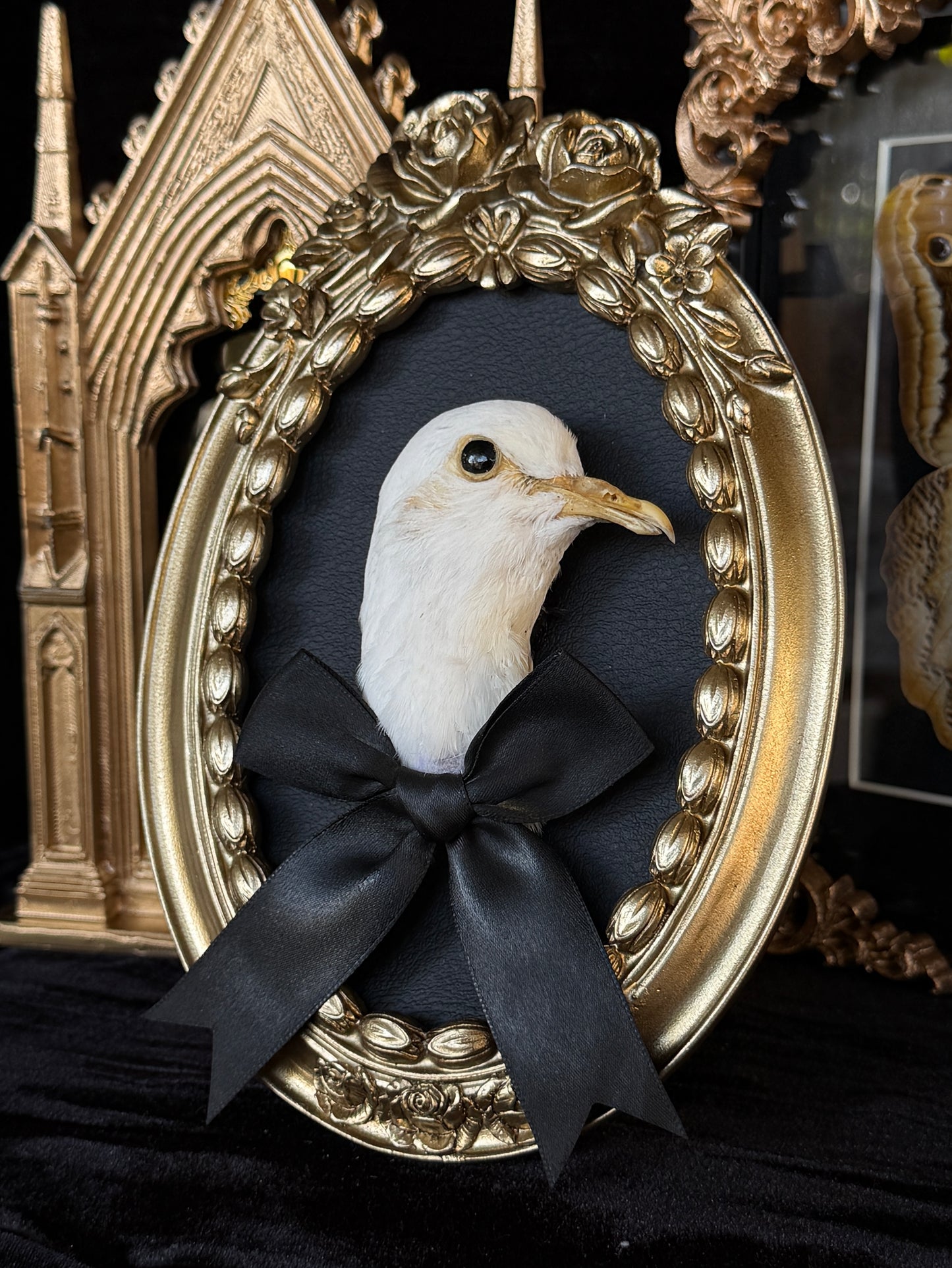 PIGEON HEAD - Round Mother of Hades Open Display Frame