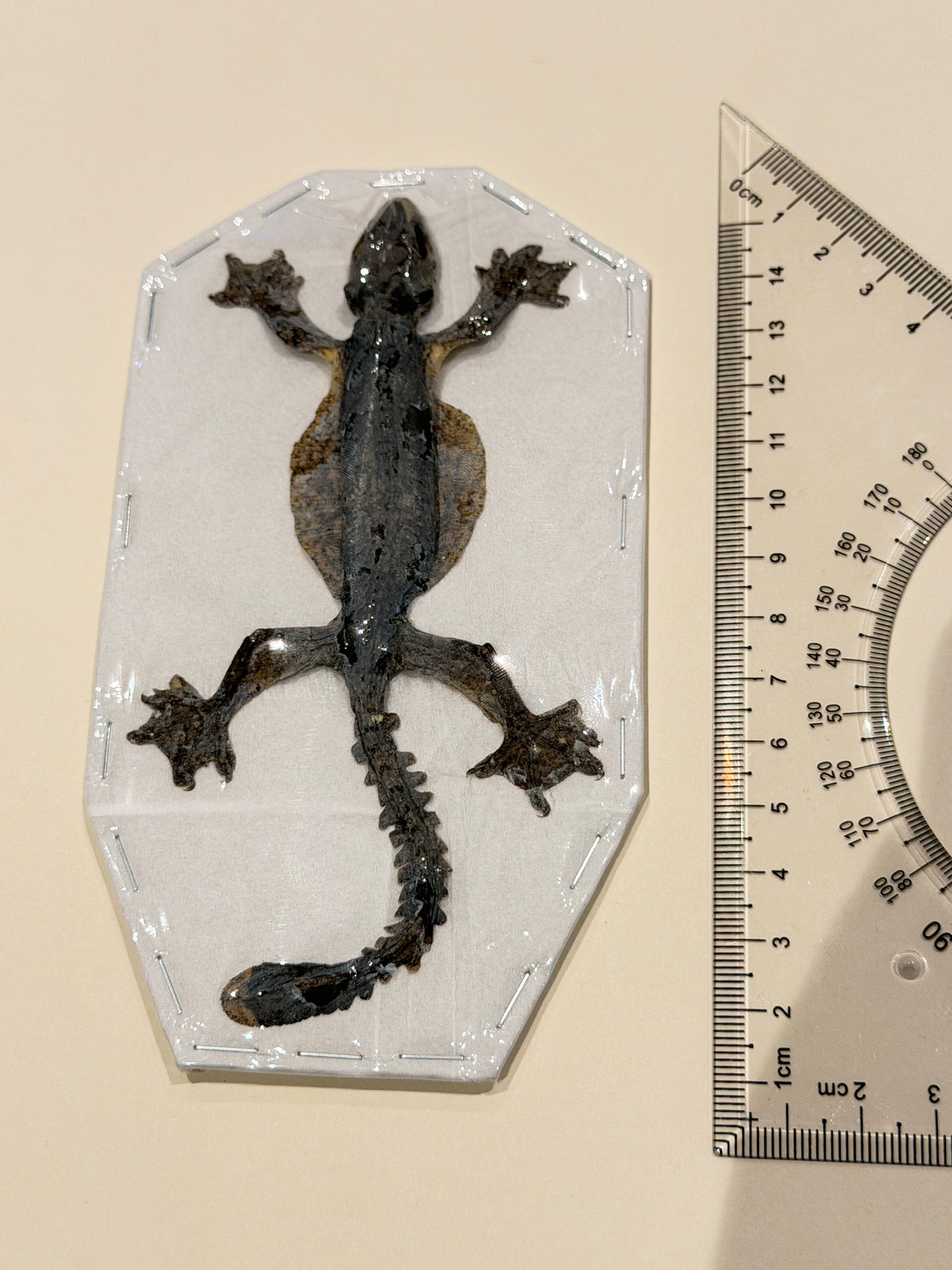 Khul’s Parachute Geko mummified - GEKKO KUHLI