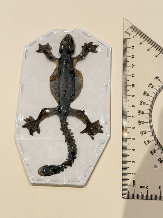 Khul’s Parachute Geko mummified - GEKKO KUHLI