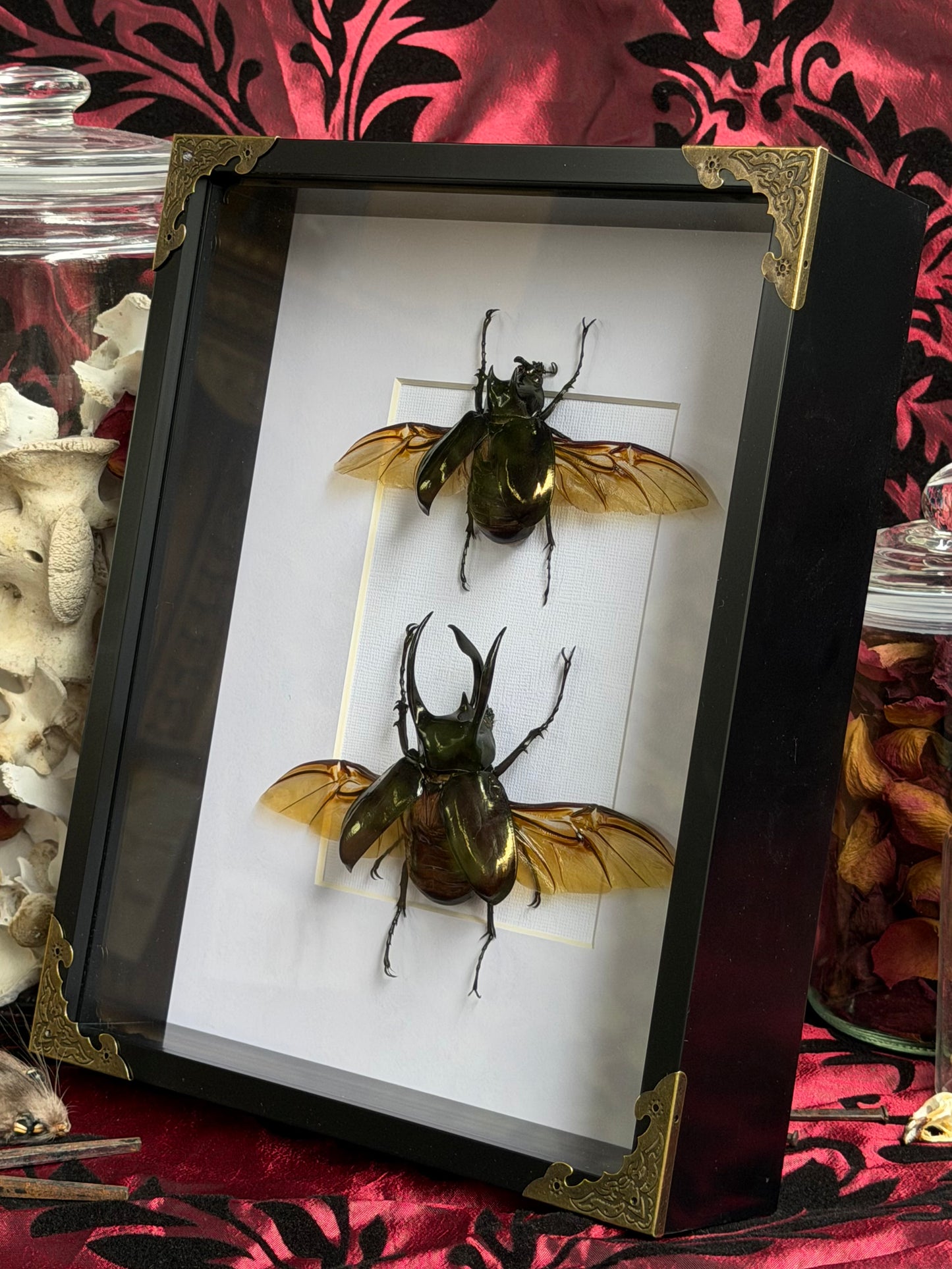 BEETLE DUO - Atlas Beetles A4 Framed Specimen