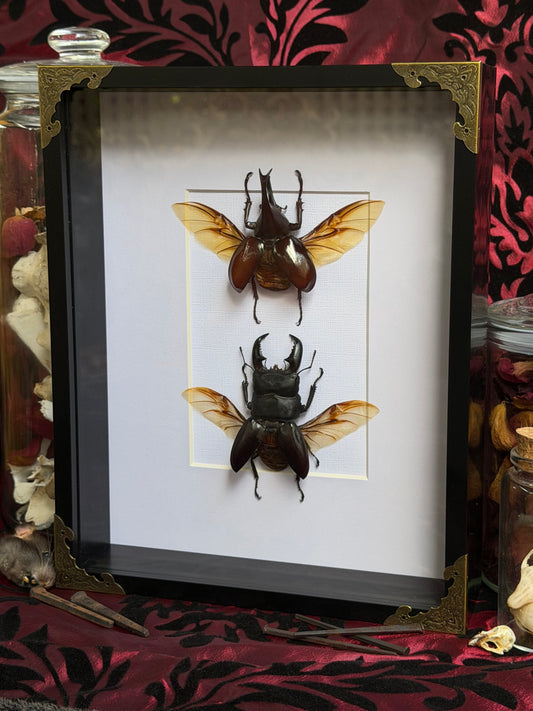 BEETLE DUO - Rhinoceros Beetle & Stag beetle A4 Frames Specimen