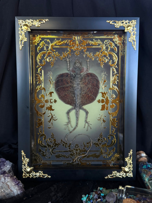 Flying Lizard - Draco Haematopogon Framed Specimen