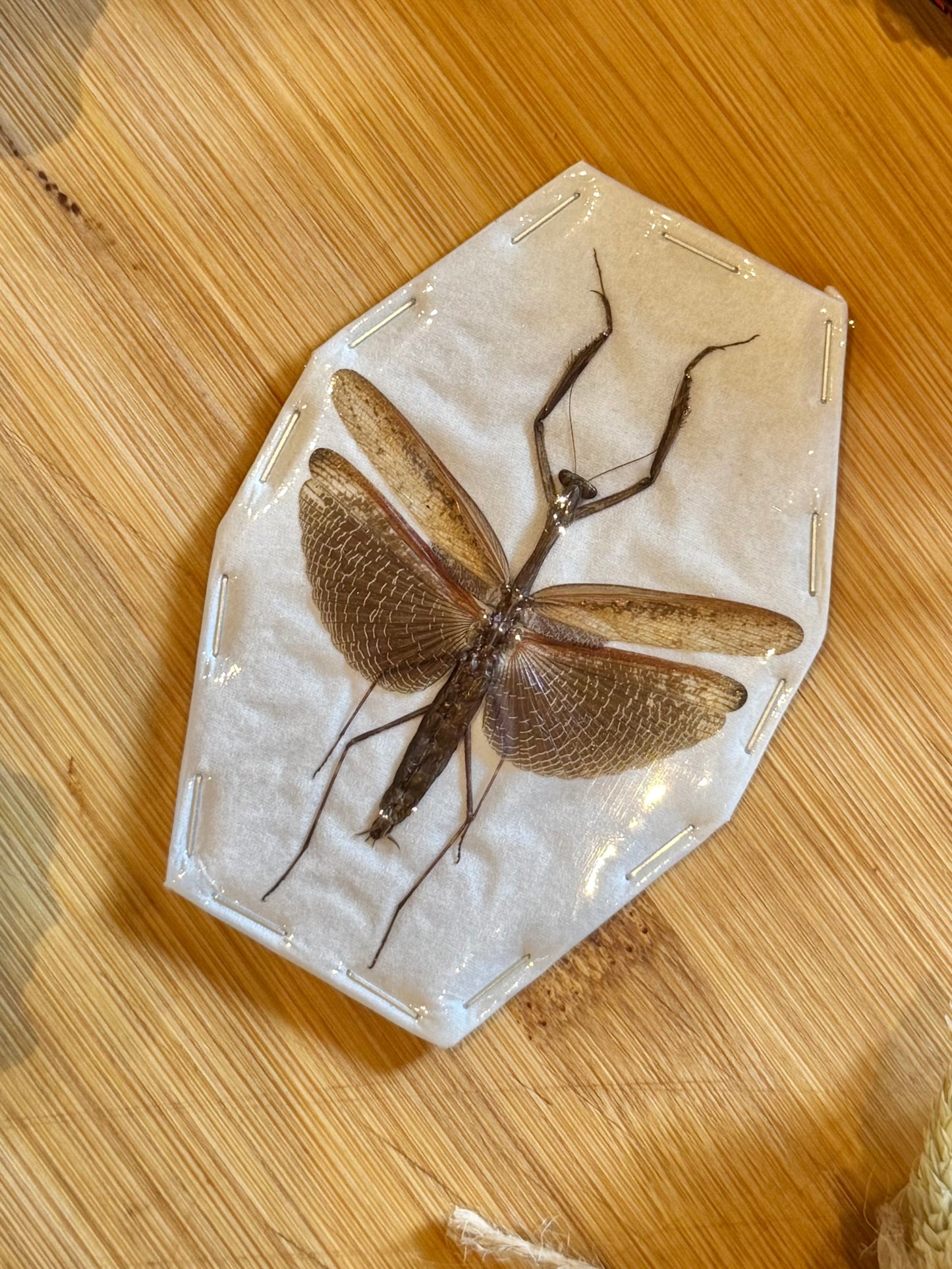 Asian Jumping Mantis- Statilia maculata maculata Specimen