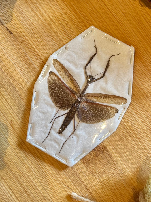 Asian Jumping Mantis- Statilia maculata maculata Specimen