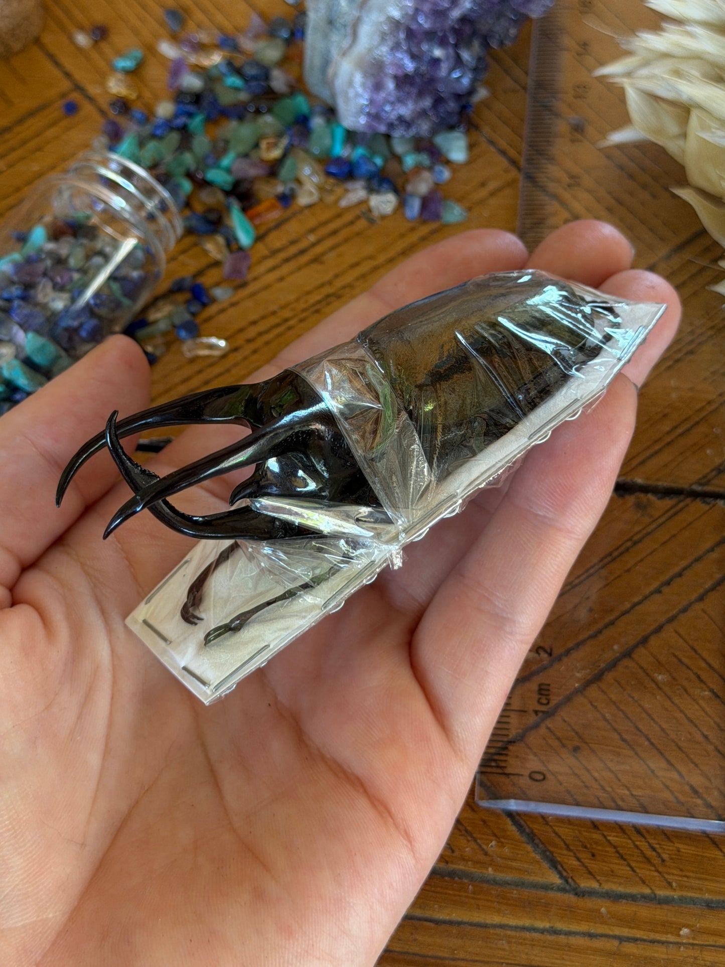 Atlas Beetle - Chalcosoma Atlas Keyboh