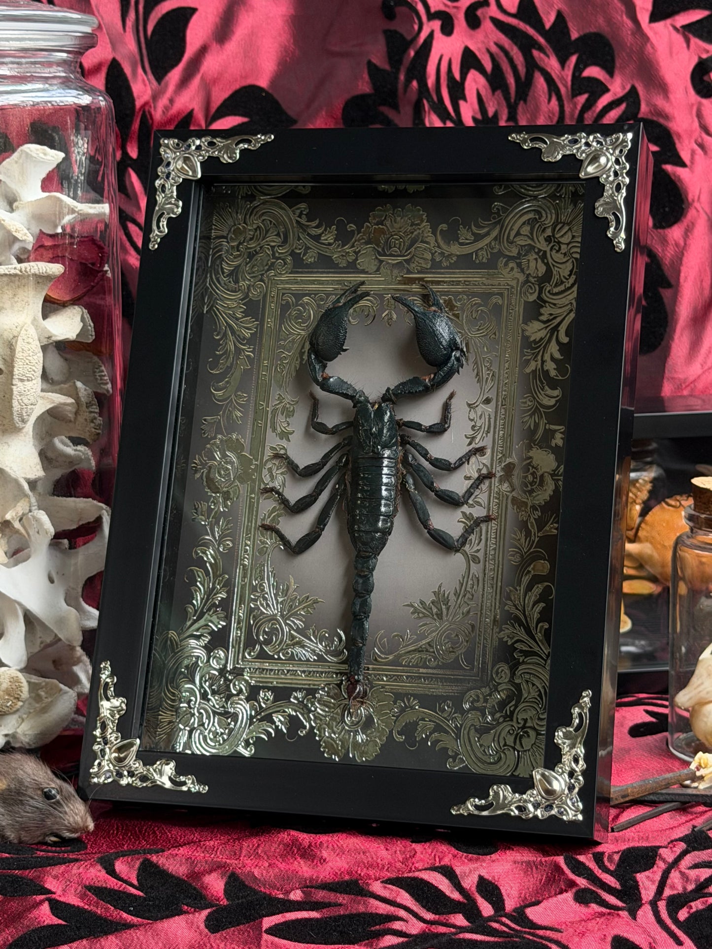 Forest Scorpion - Genus Heterometrus Frames Specimen