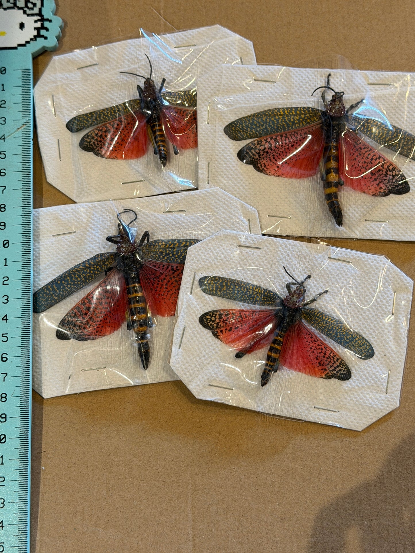 Rainbow Milkweed Locust - Phymateus Saxosus *UNSPREAD*