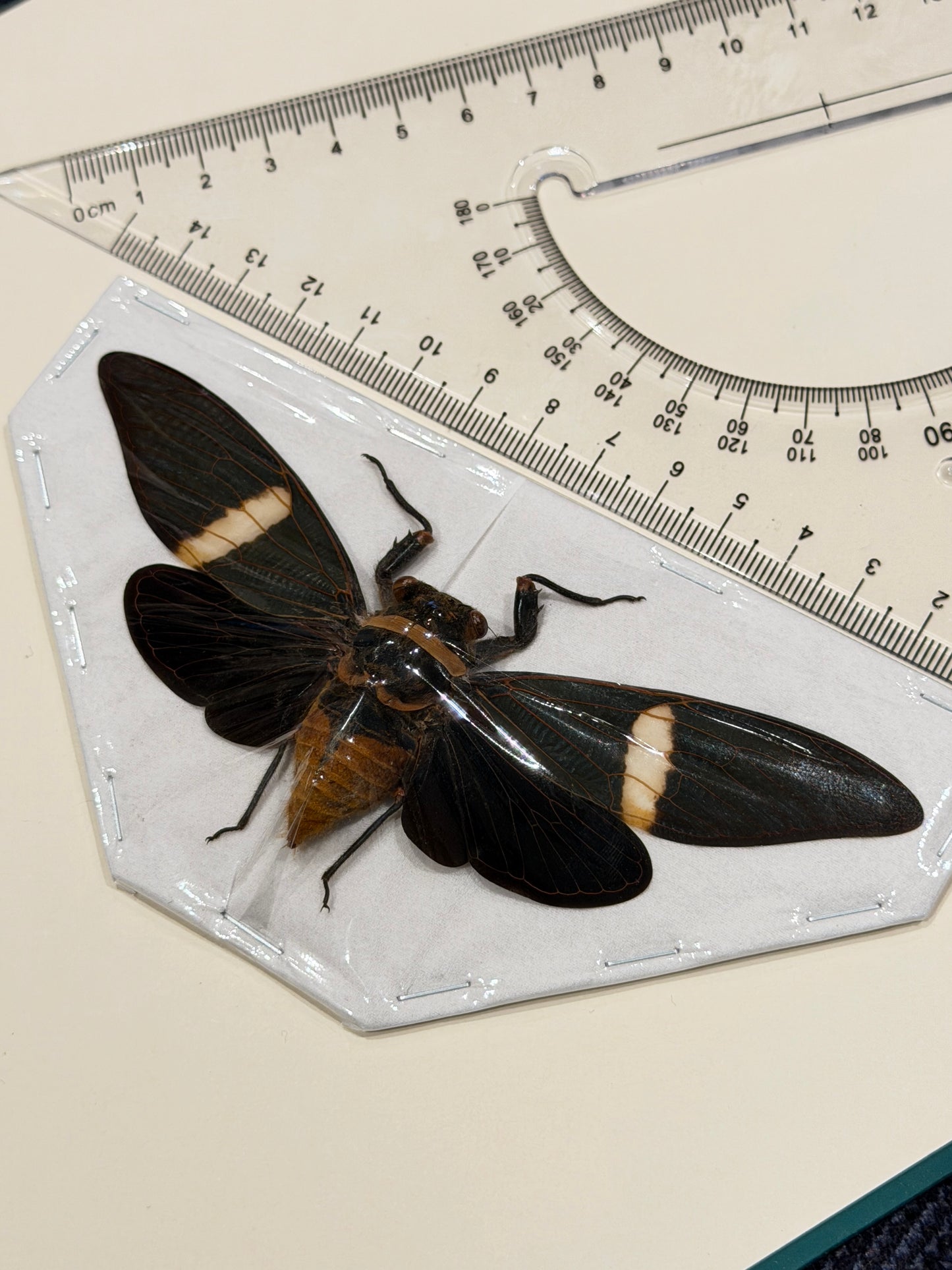 GIANT CICADA - Tosena fasciata