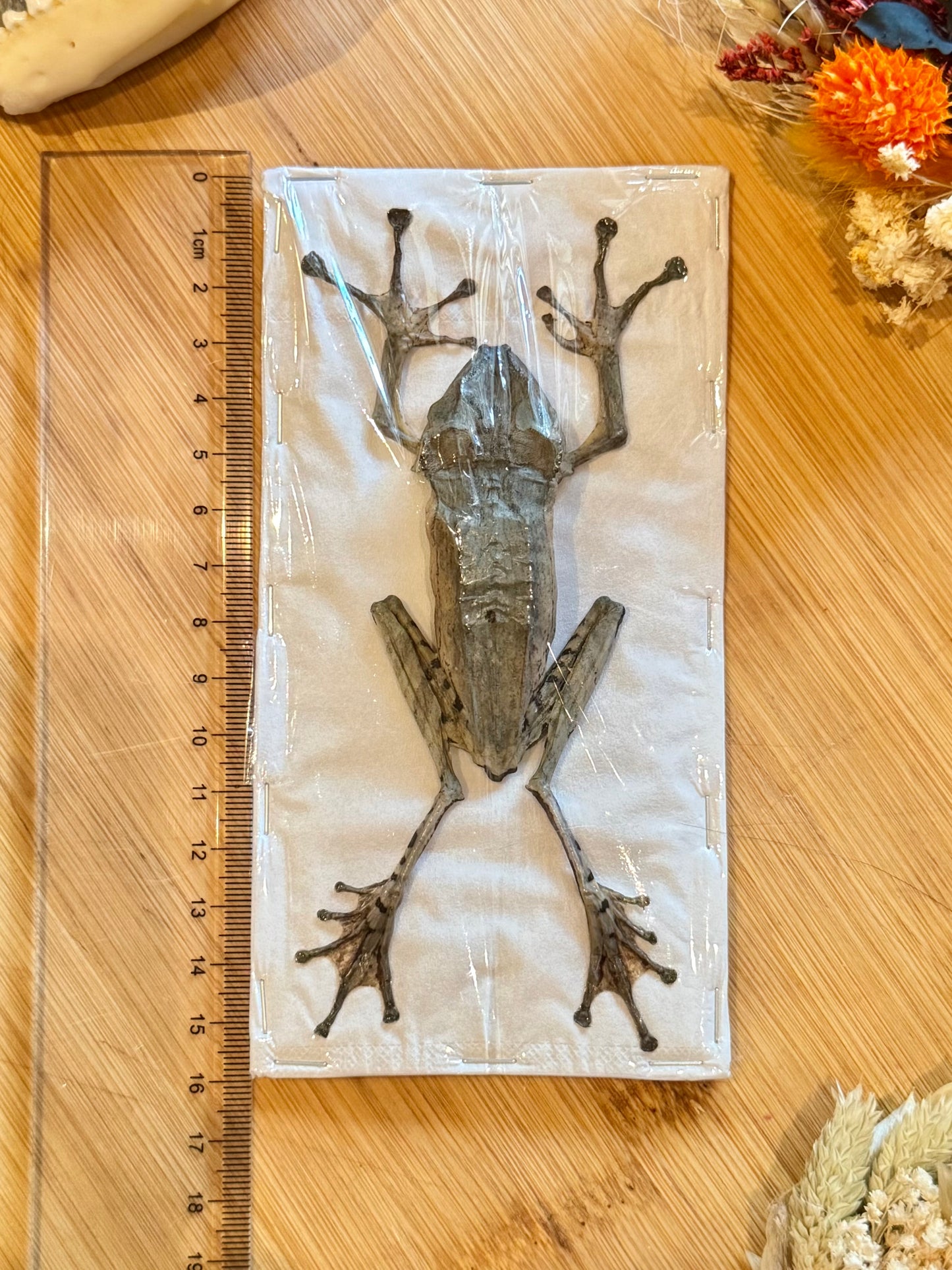 File-Eared Tree Frog- Polypedates otilophus specimen