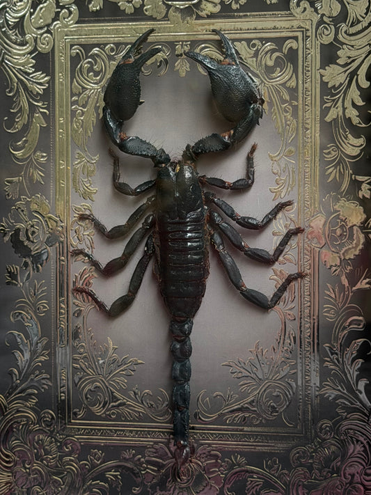 Forest Scorpion - Genus Heterometrus Frames Specimen