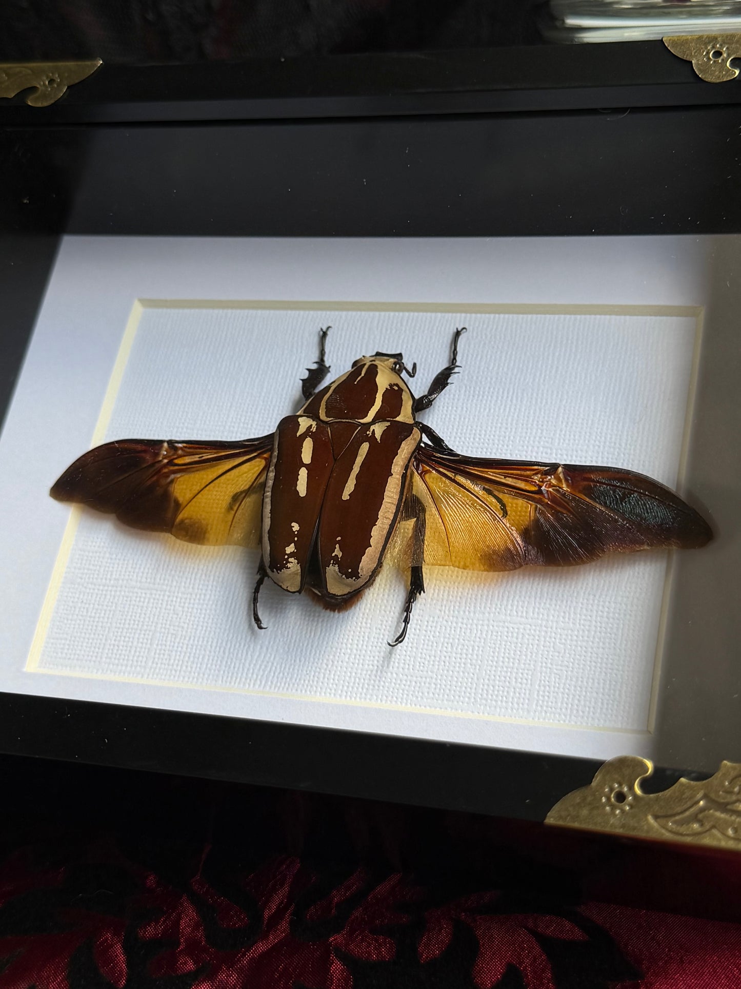Uganda Flower Beetle - Mecynorrhina torquata ugandensis Framed Specimen