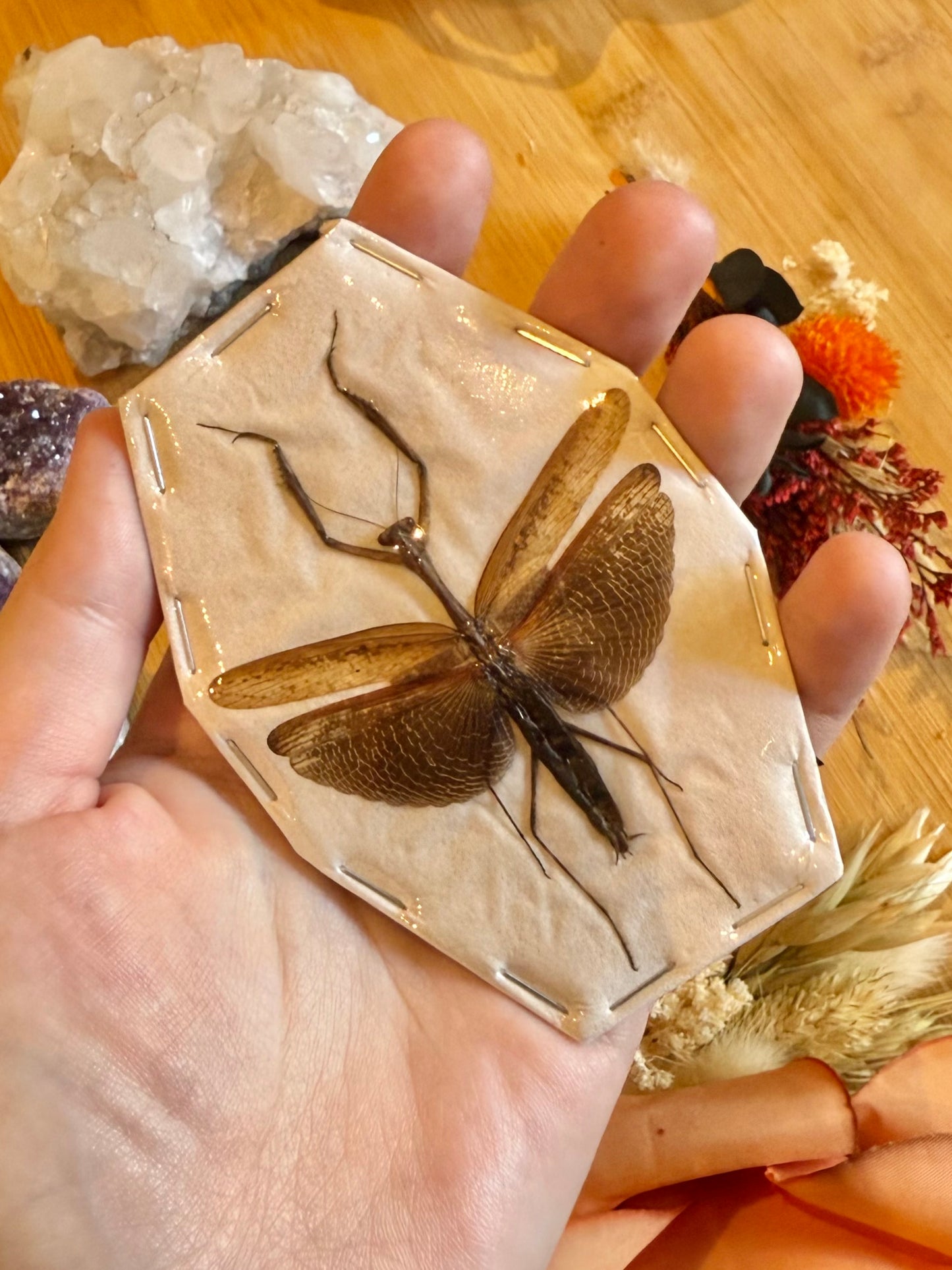 Asian Jumping Mantis- Statilia maculata maculata Specimen