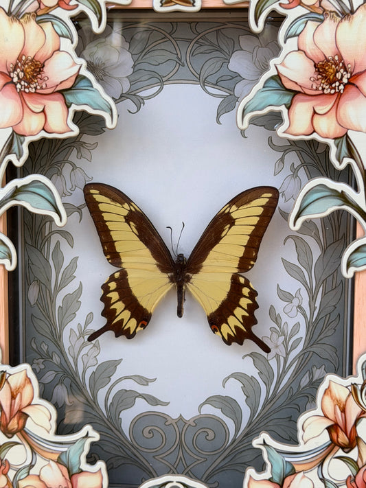 KING SWALLOWTAIL BUTTERFLY - heraclides thoas Framed Specimen