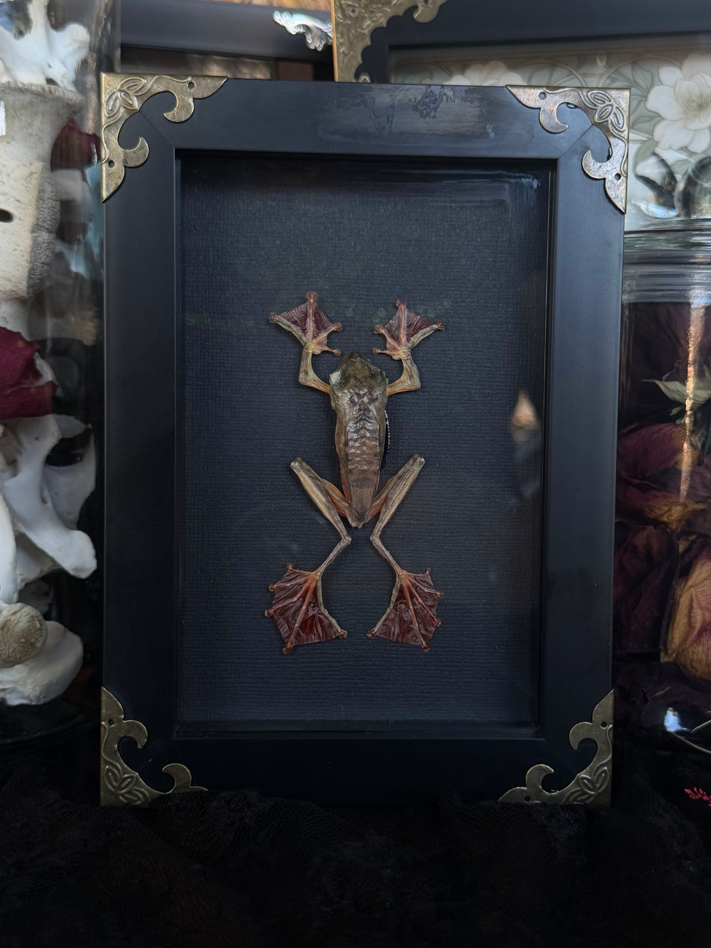 Harlequinn Tree Frog Rhacophorus pardalis Framed Specimen