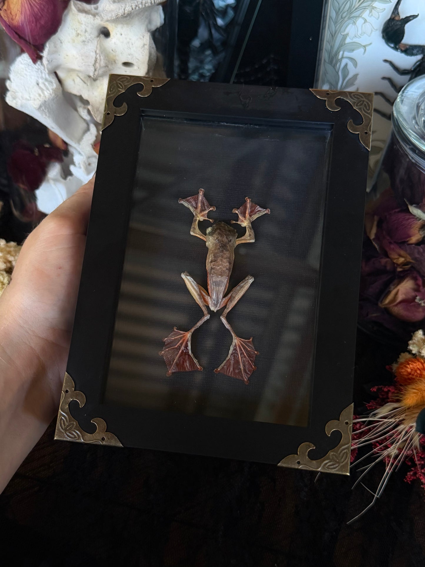 Harlequinn Tree Frog Rhacophorus pardalis Framed Specimen