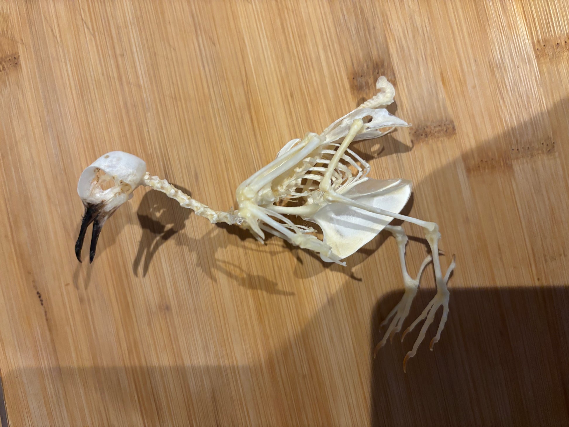 Bird skeleton on a wooden surface