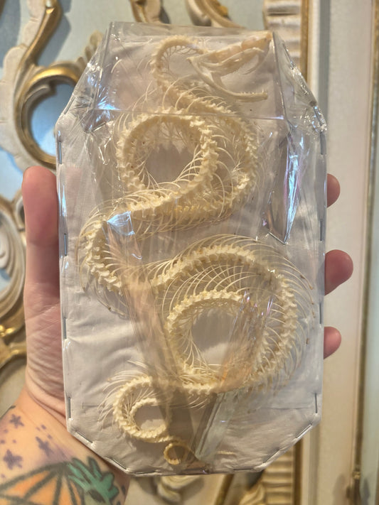 White-lipped Pit Viper Snake Skeleton-Trimeresurus albolabris specimen