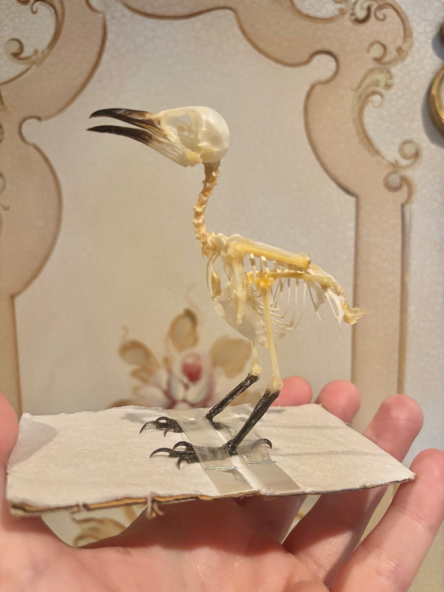 Sooty-headed Bulbul Skeleton- Pycnonotus aurigaster specimen
