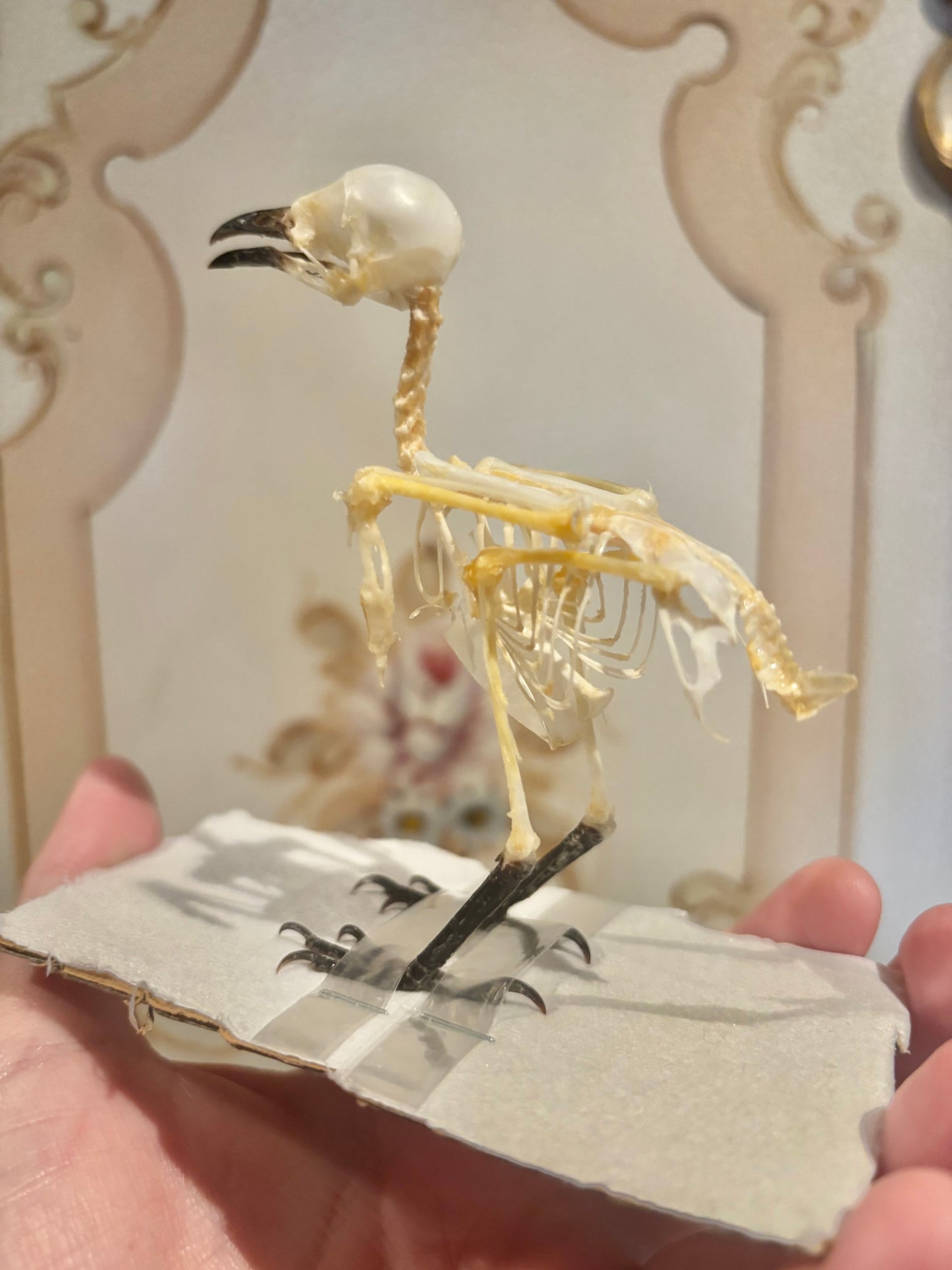 Sooty-headed Bulbul Skeleton- Pycnonotus aurigaster specimen
