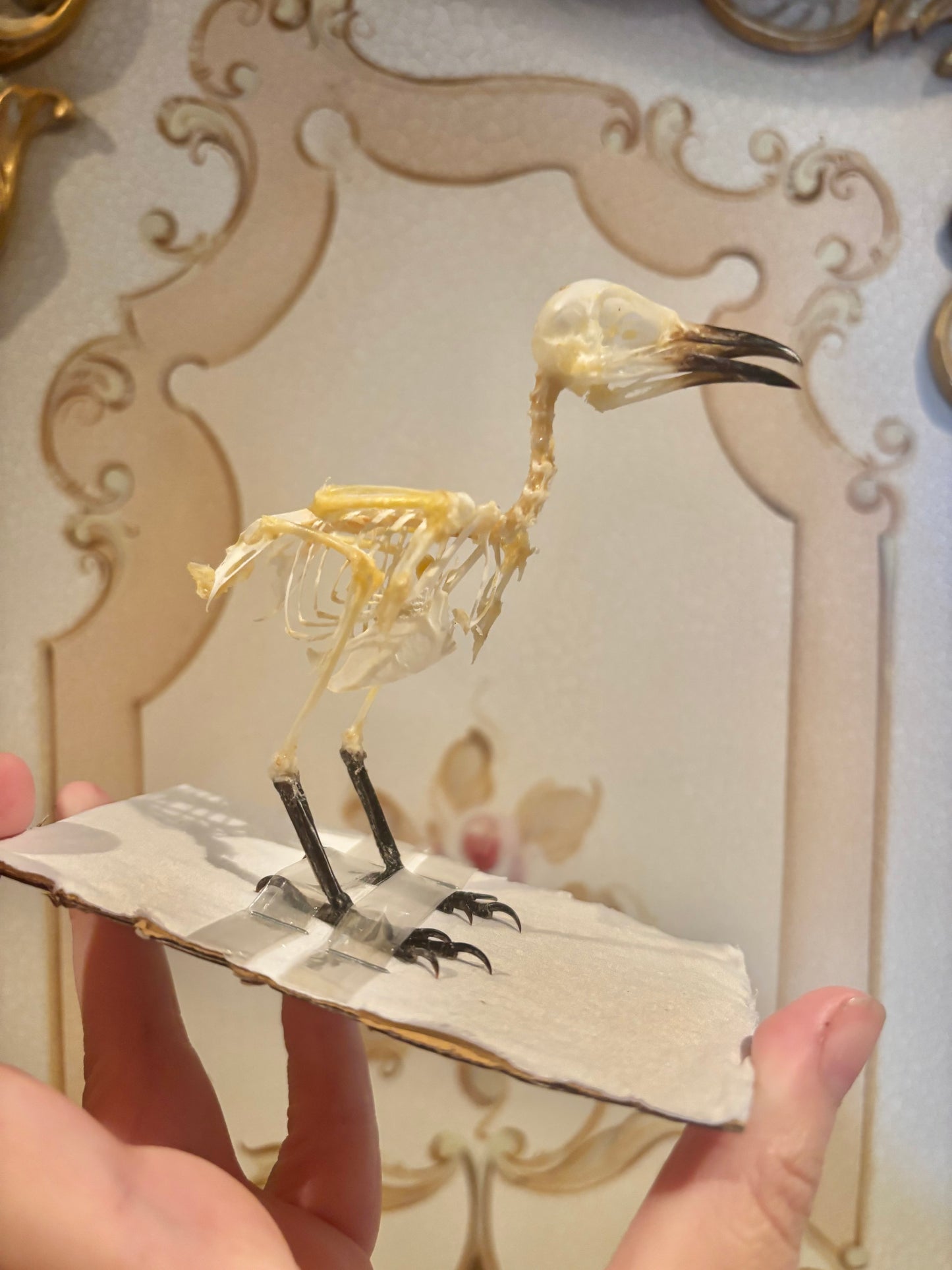 Sooty-headed Bulbul Skeleton- Pycnonotus aurigaster specimen