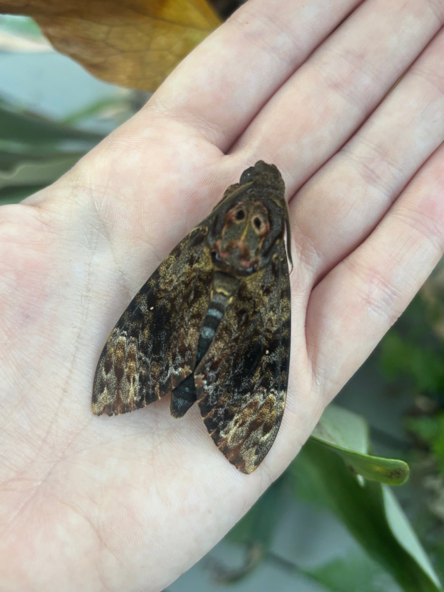 DEATH HEAD MOTH (lesser) - PACK OF 3 Acherontia styx specimen