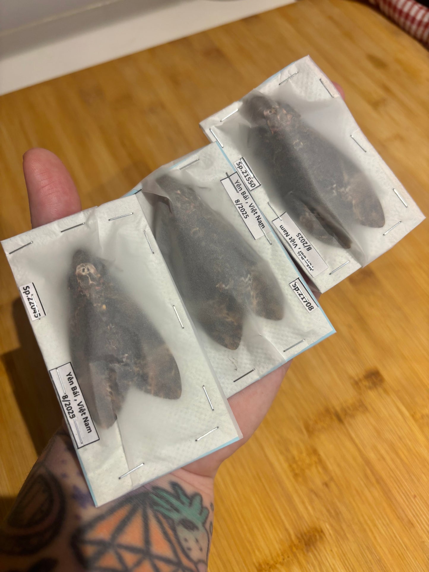 DEATH HEAD MOTH (lesser) - PACK OF 3 Acherontia styx specimen