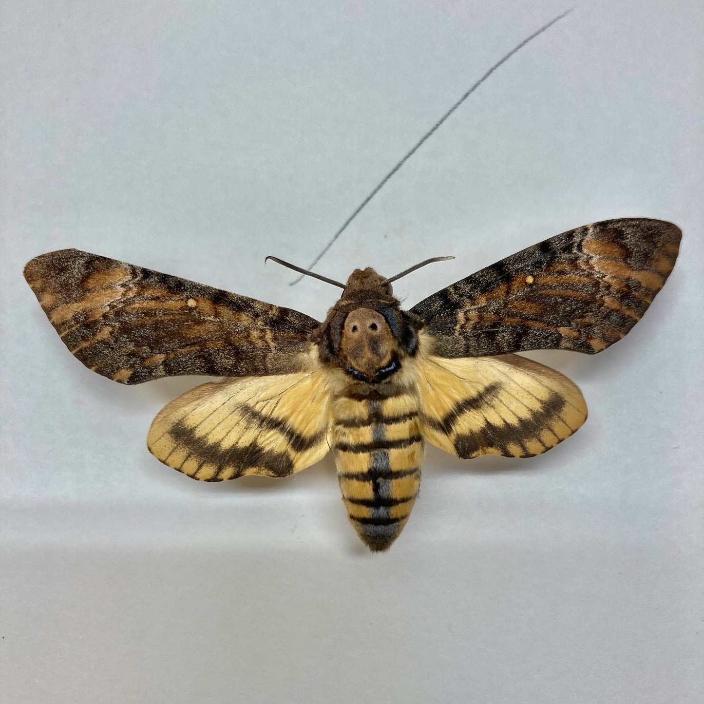 DEATH HEAD MOTH (lesser) - PACK OF 3 Acherontia styx specimen