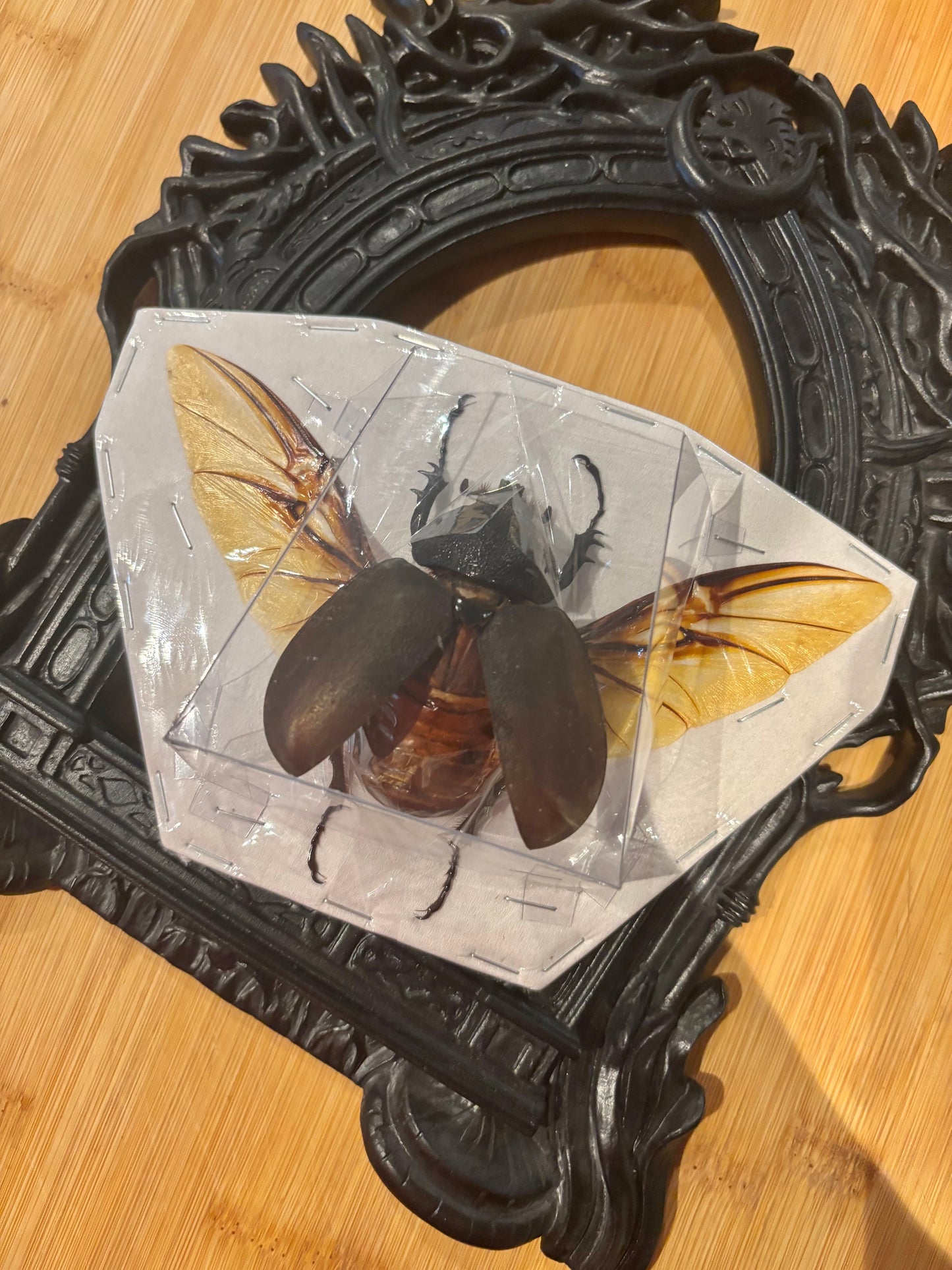 CAUCASUS BEETLE - female Chalcosoma chiron chiron spread specimen