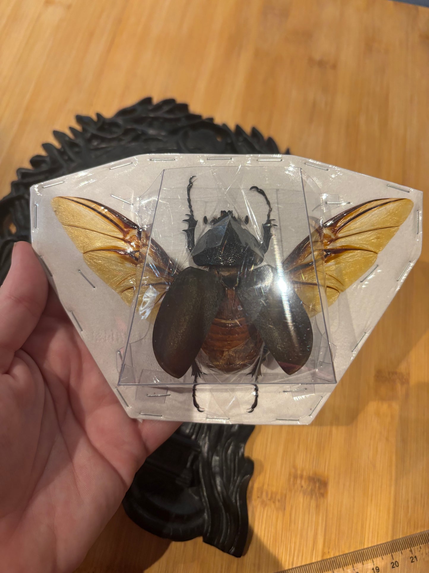 CAUCASUS BEETLE - female Chalcosoma chiron chiron spread specimen