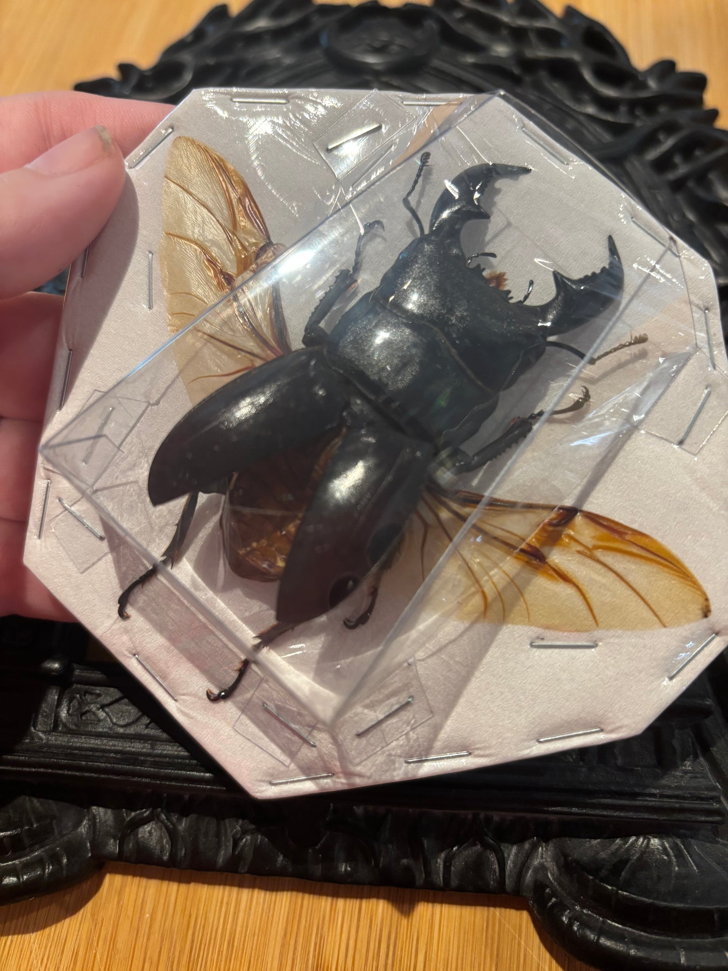 STAG BEETLE - Dorcus titanus yasuokai spread specimen