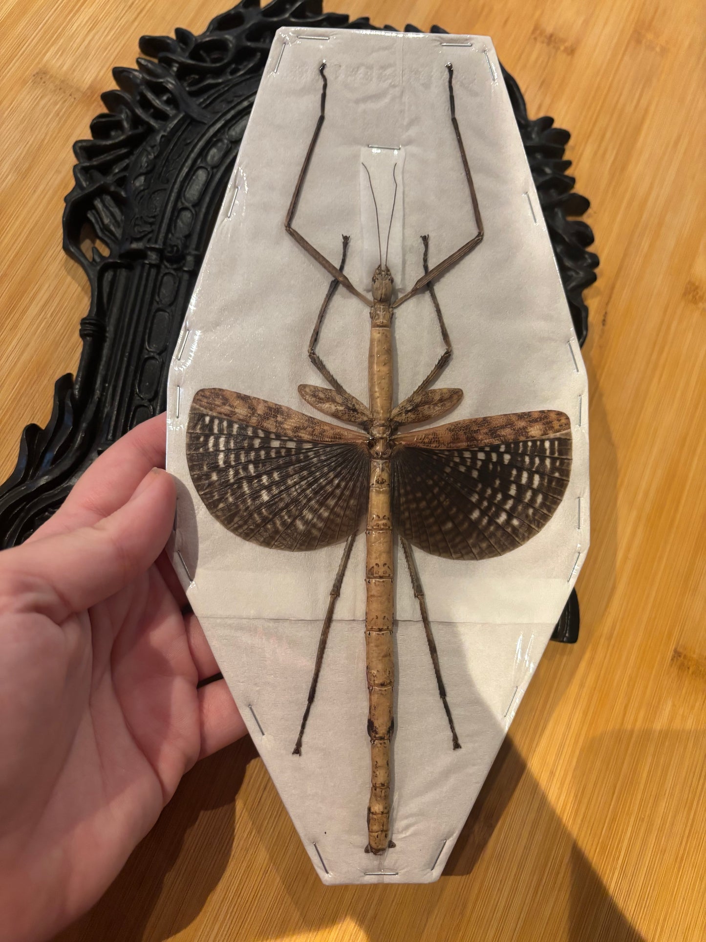 STICK INSECT - Anchiale buruense specimen