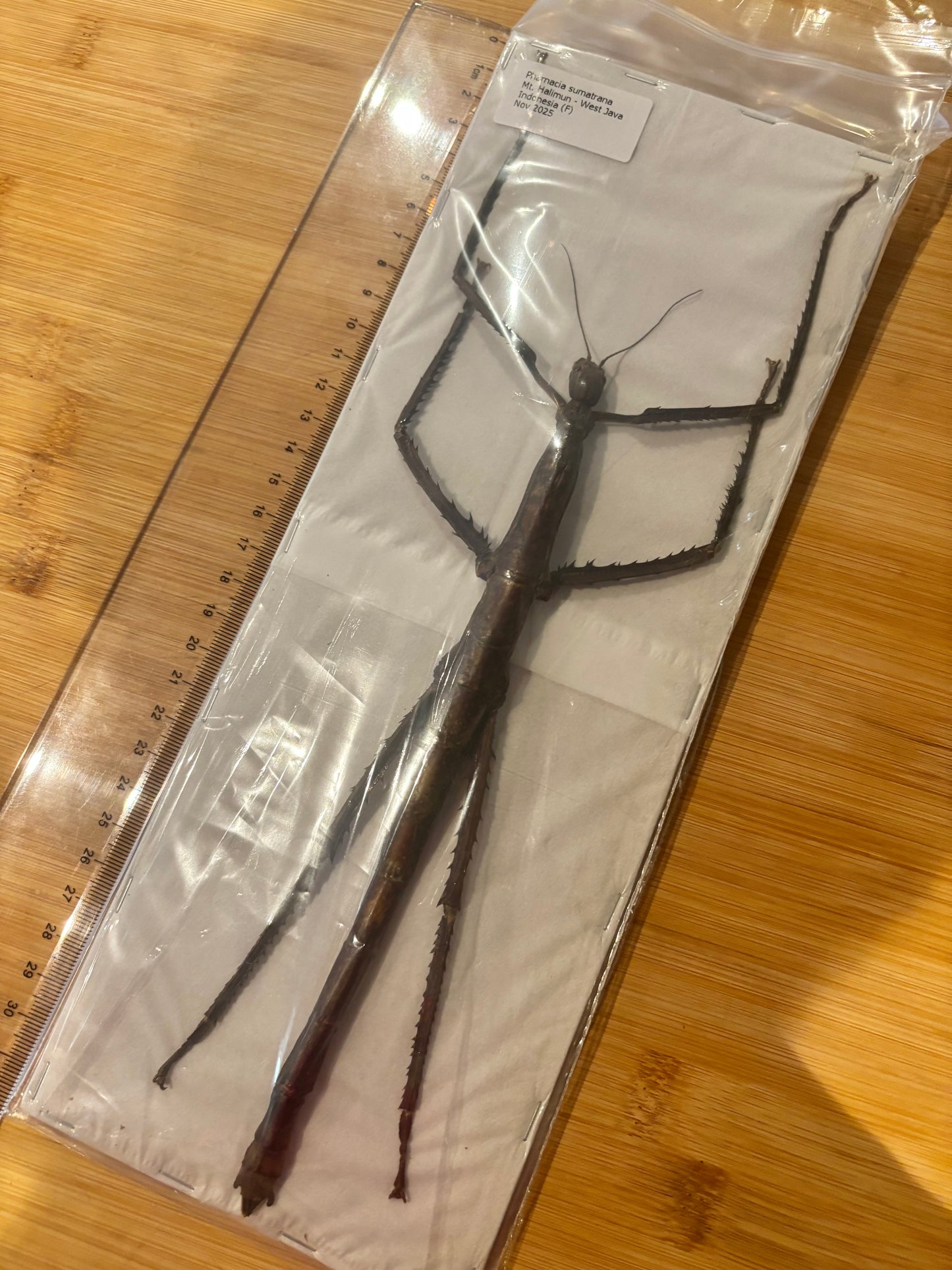 STICK INSECT -  Pharnacia sumatrana specimen