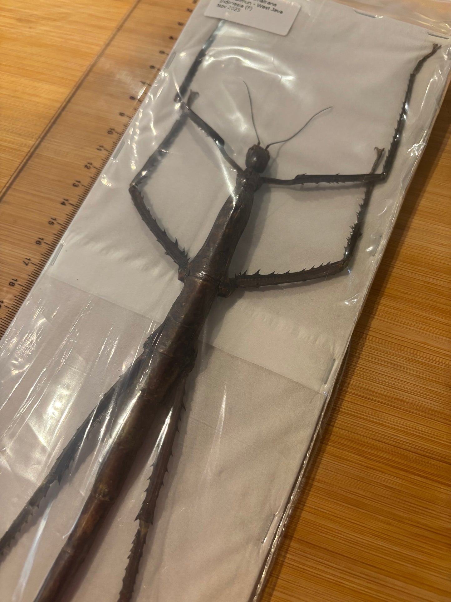 STICK INSECT -  Pharnacia sumatrana specimen