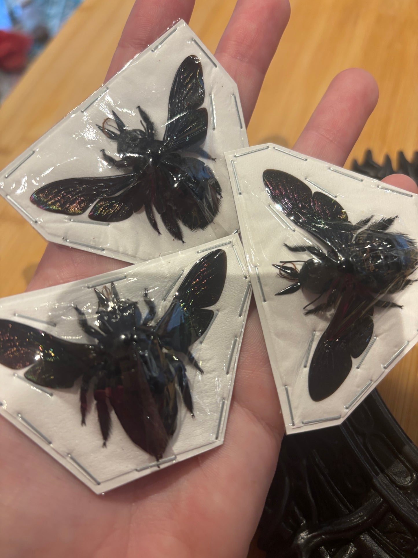 Xylocopa latipes -  GIANT Carpenter bee trio (3) specimens