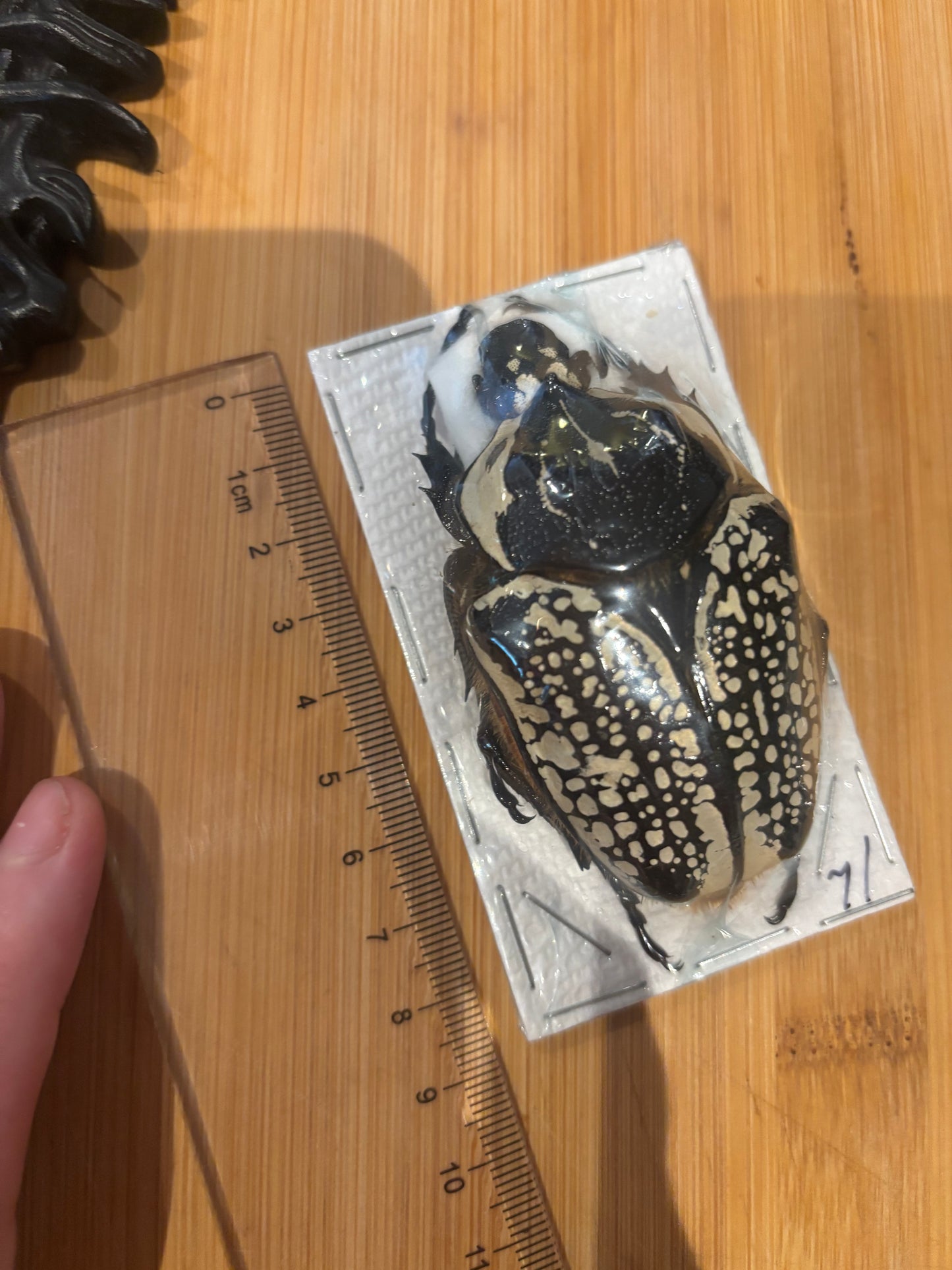 Large beetle on a piece of paper with a ruler for scale on a wooden surface