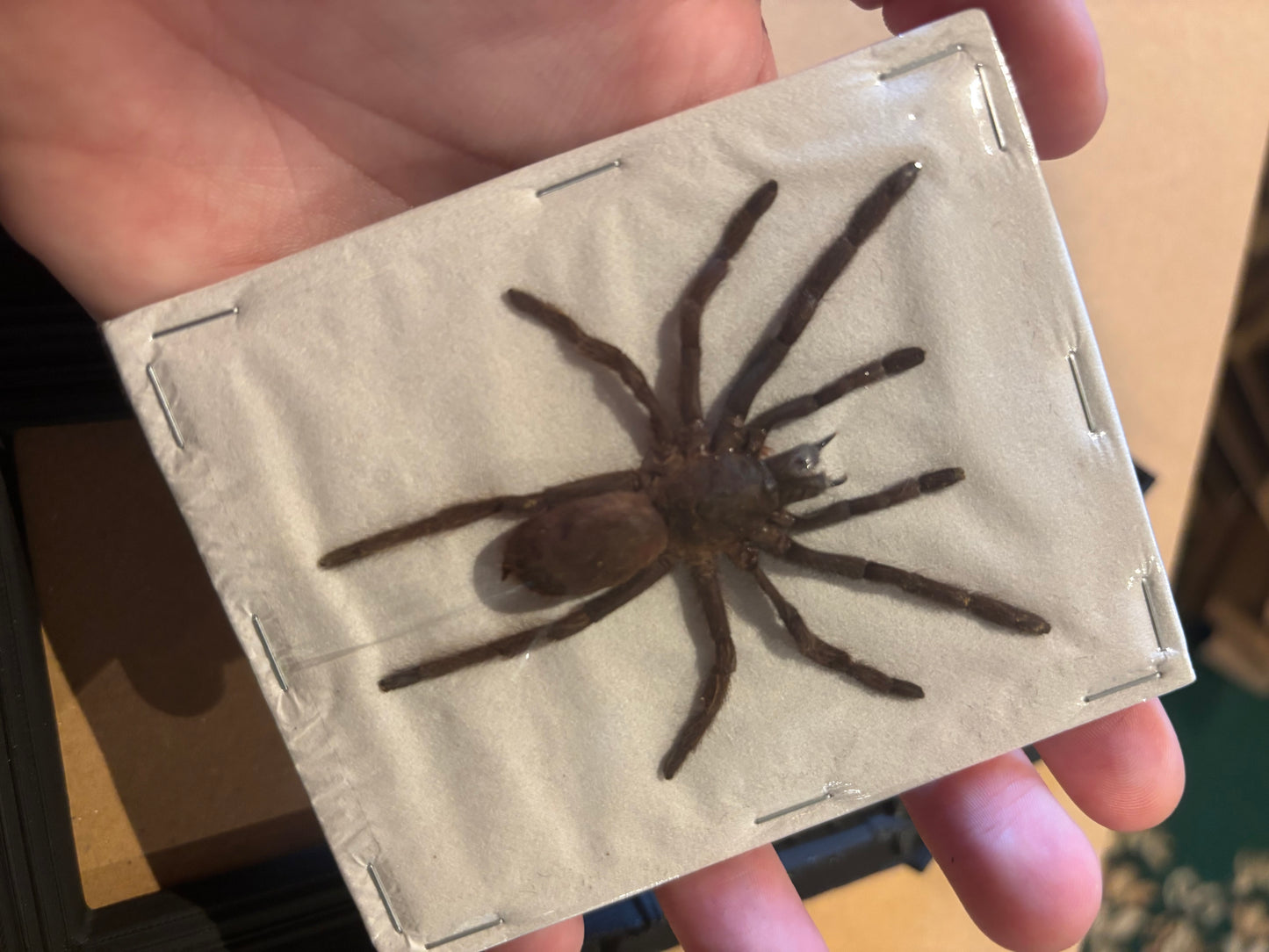BABY DUO Javan Yellow-kneed Tarantula- Selenocosmia dolichoplectra specimen