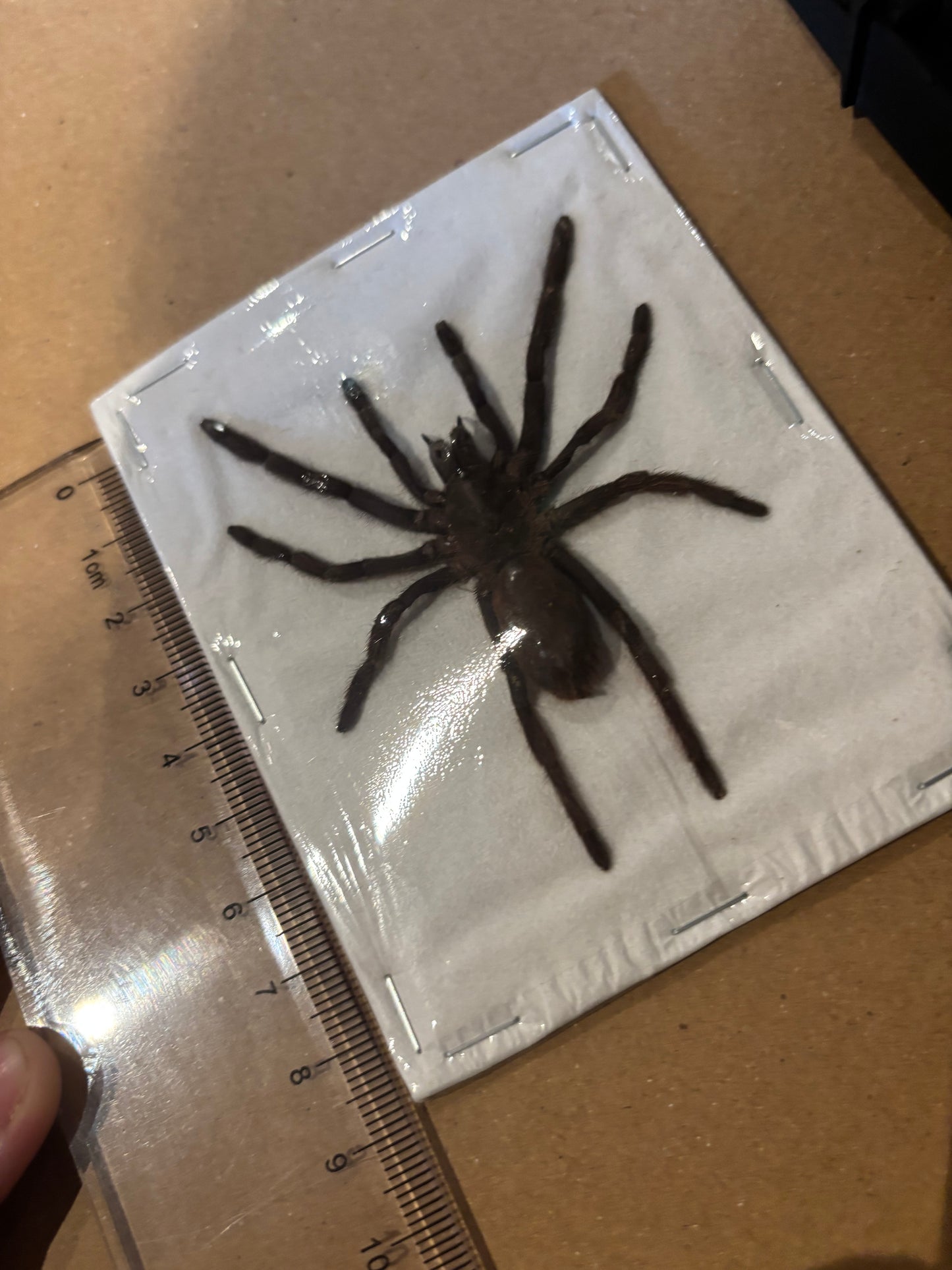 BABY DUO Javan Yellow-kneed Tarantula- Selenocosmia dolichoplectra specimen