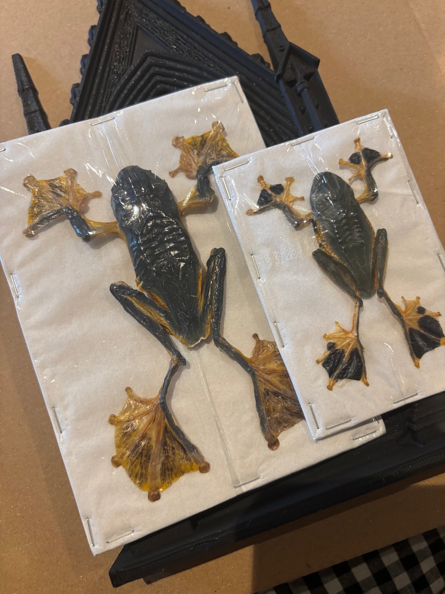 JUMBO FEMALE Reinwardt's flying frog- Rhacophorus reinwardtii specimen
